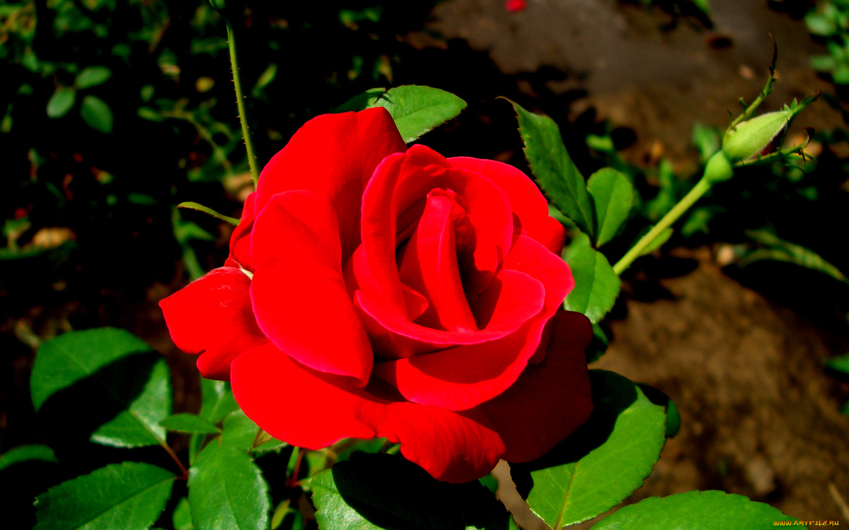 цветы, розы