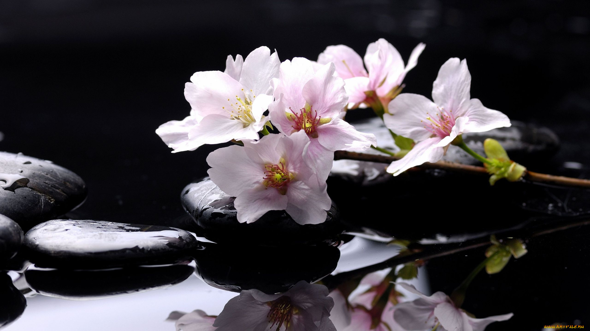 цветы, цветущие, деревья, кустарники