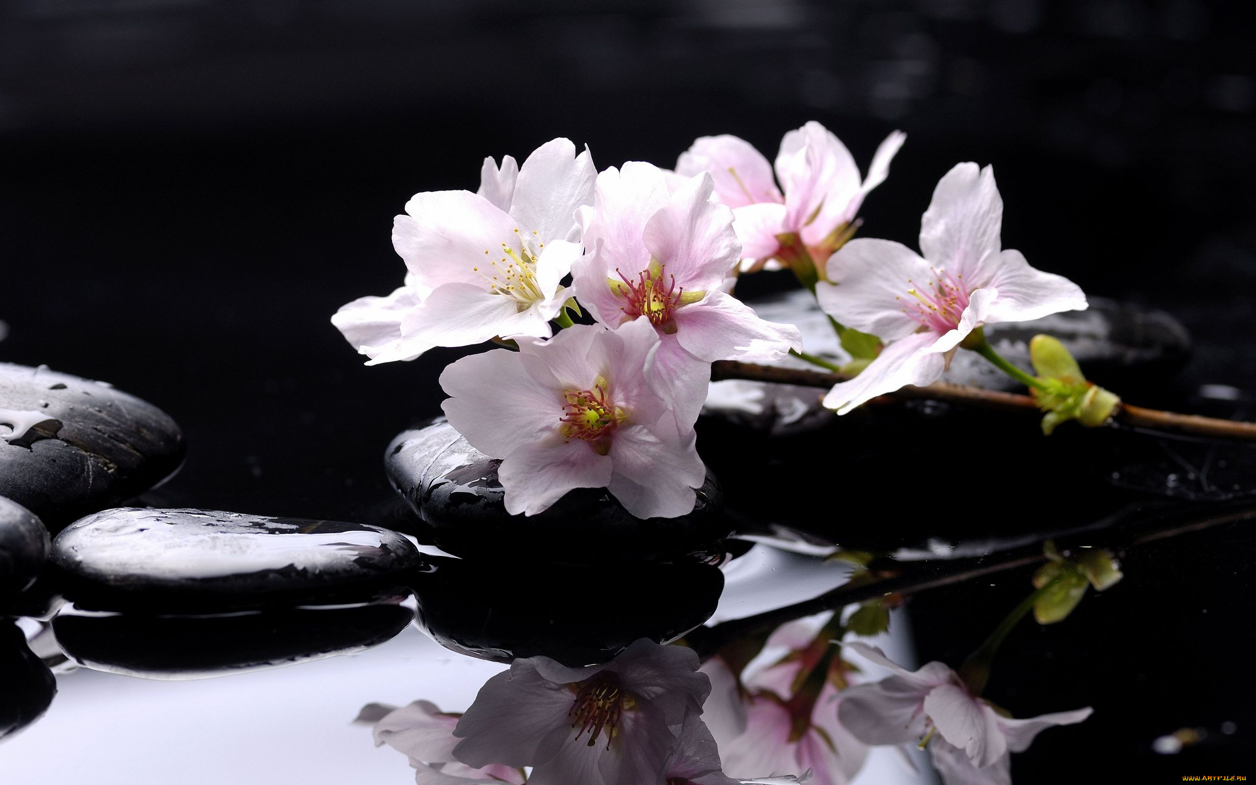 цветы, цветущие, деревья, кустарники