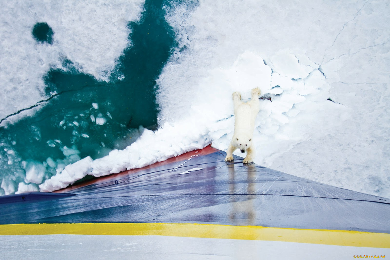 меня, забыли, животные, медведи, борт, судна, льдины, polar, bear, белый, медведь, судно, корабль