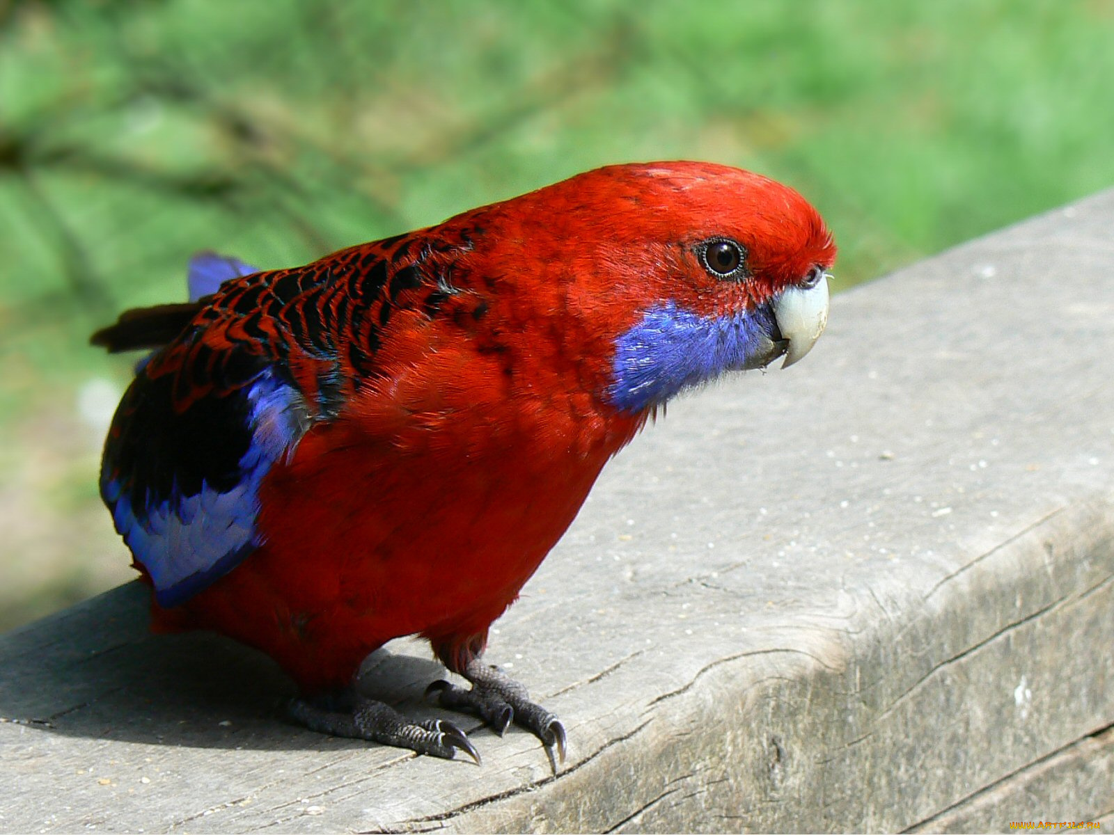 животные, попугаи, попугай