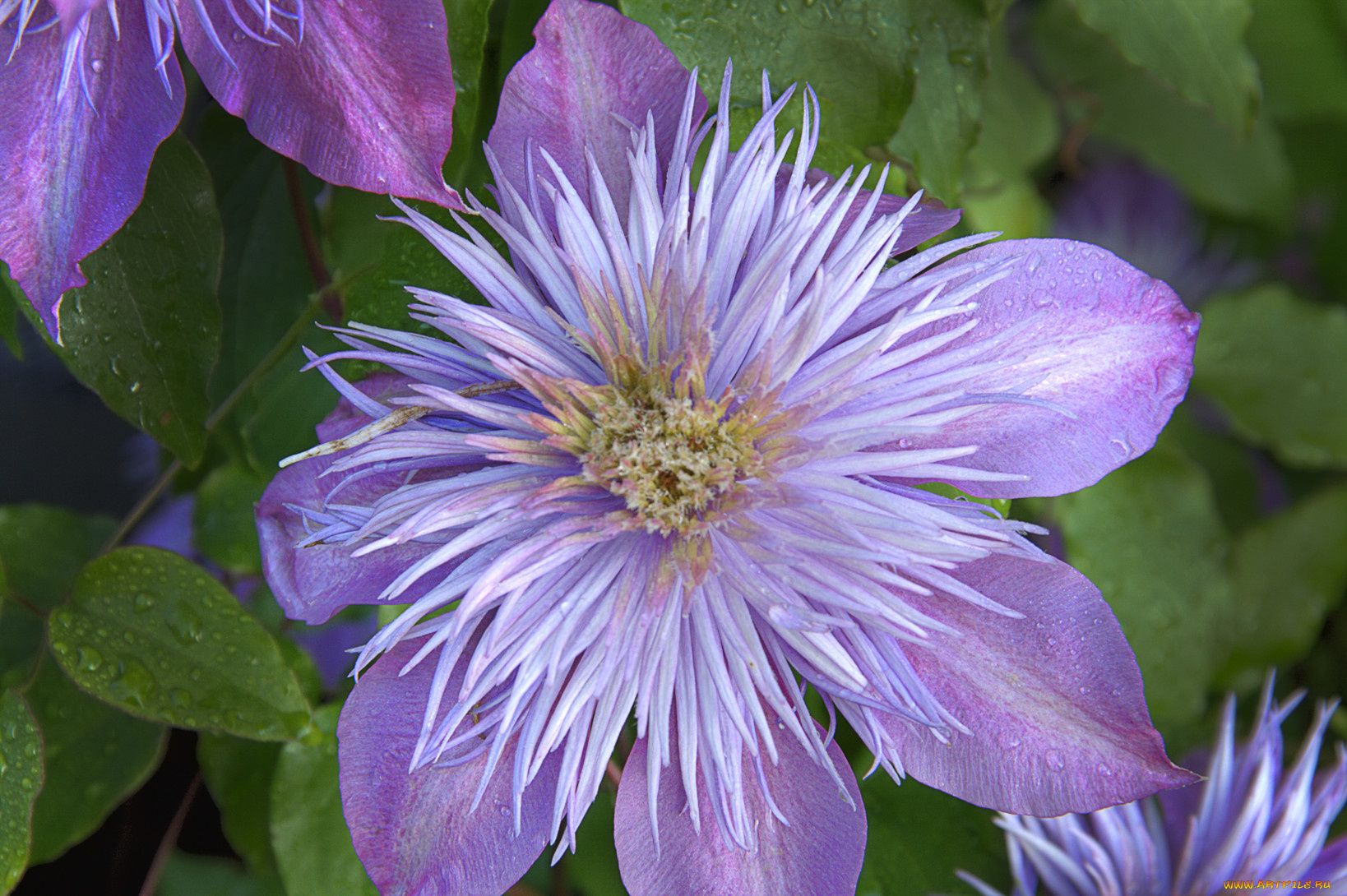 цветы, клематис, ломонос, лепестки