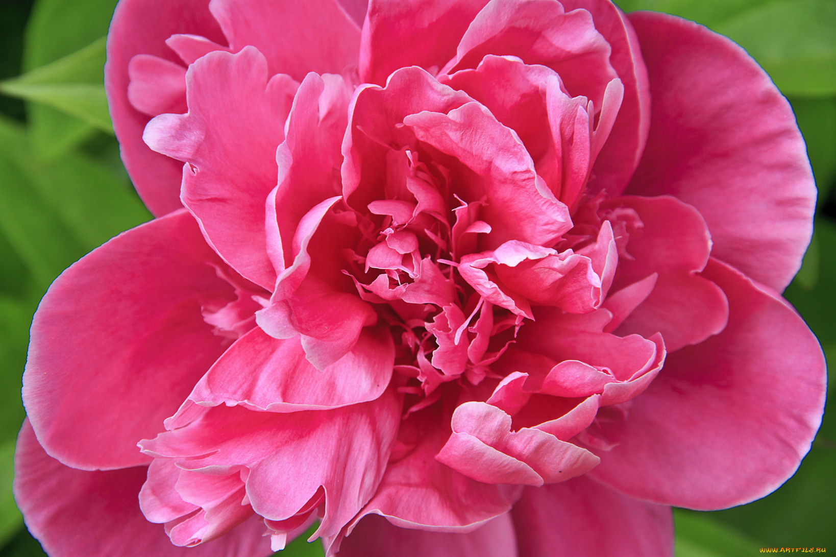 цветы, пионы, красный