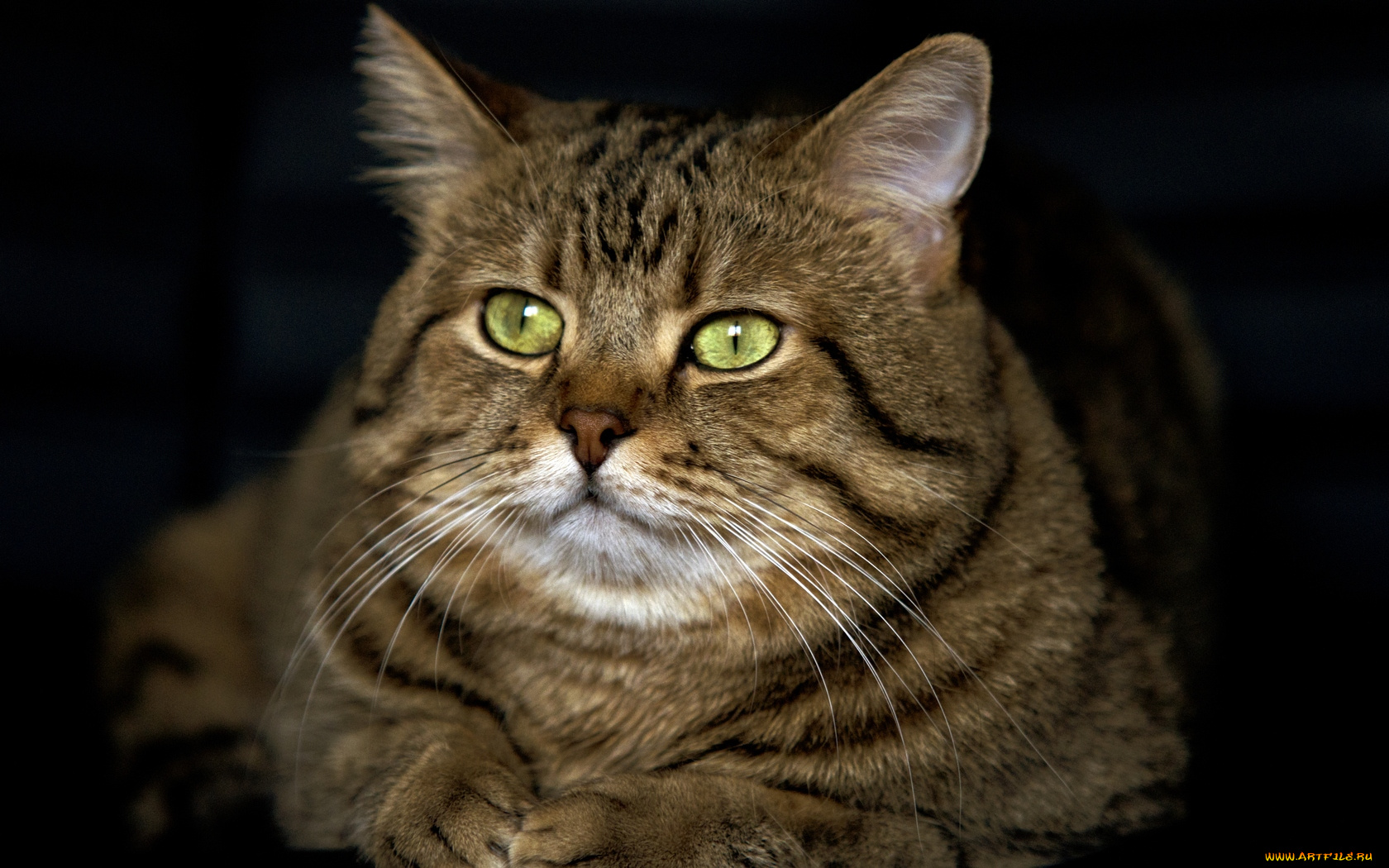 животные, коты, морда