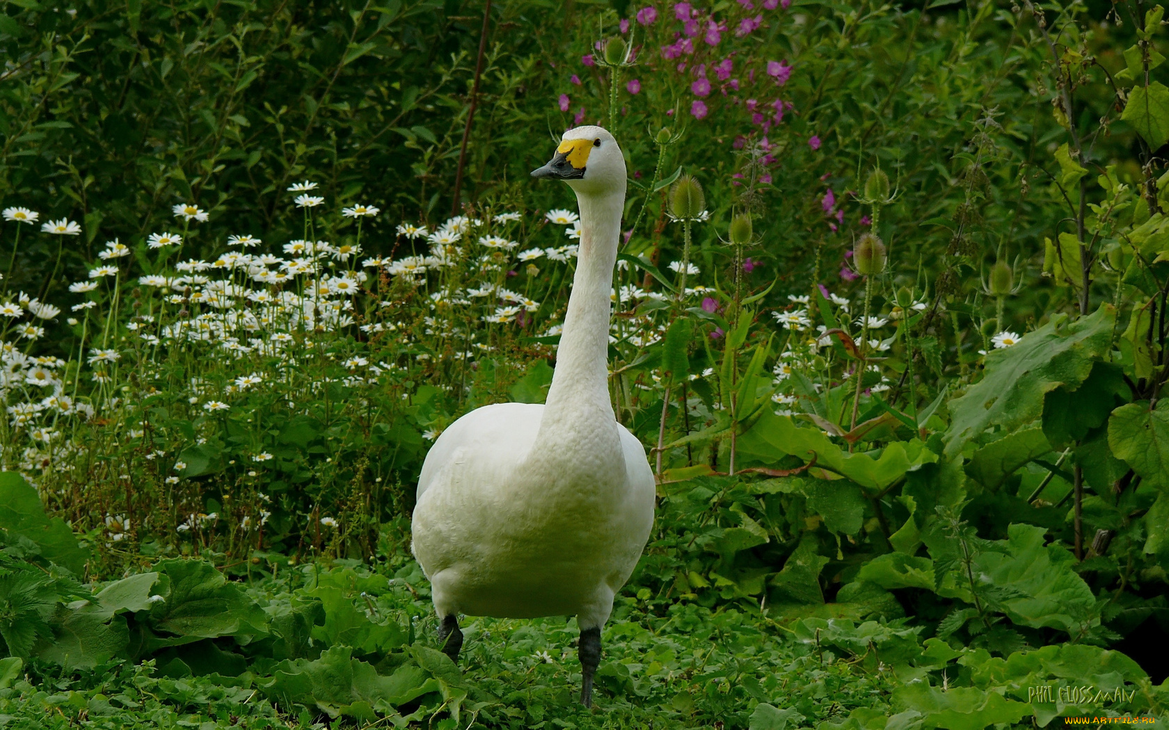 животные, лебеди, трава, гусь