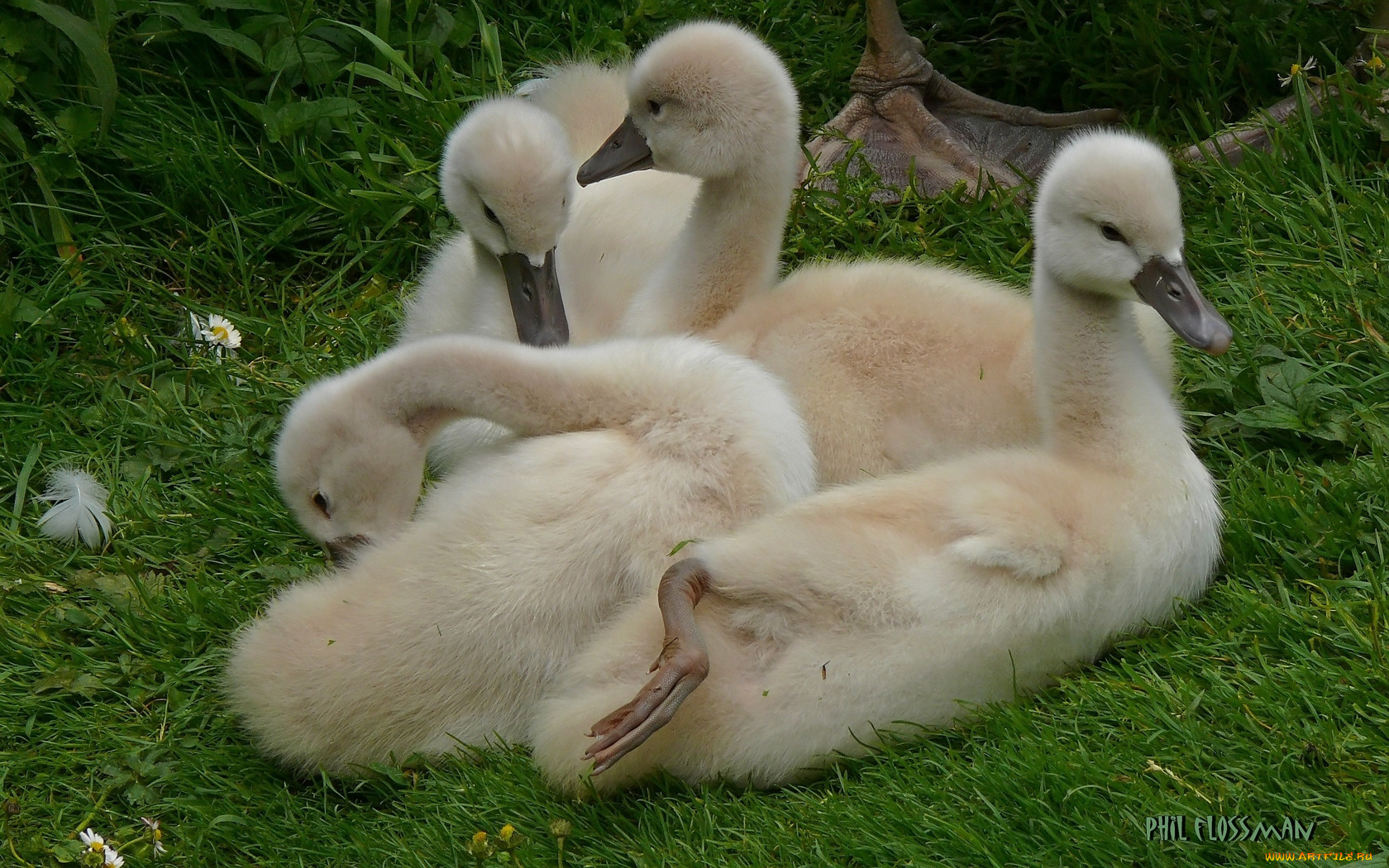 животные, лебеди, трава, гуси