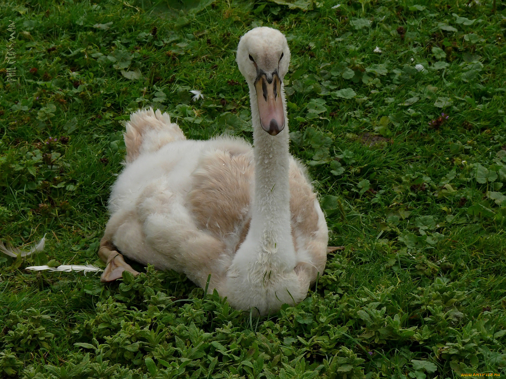 животные, лебеди, трава, гусь