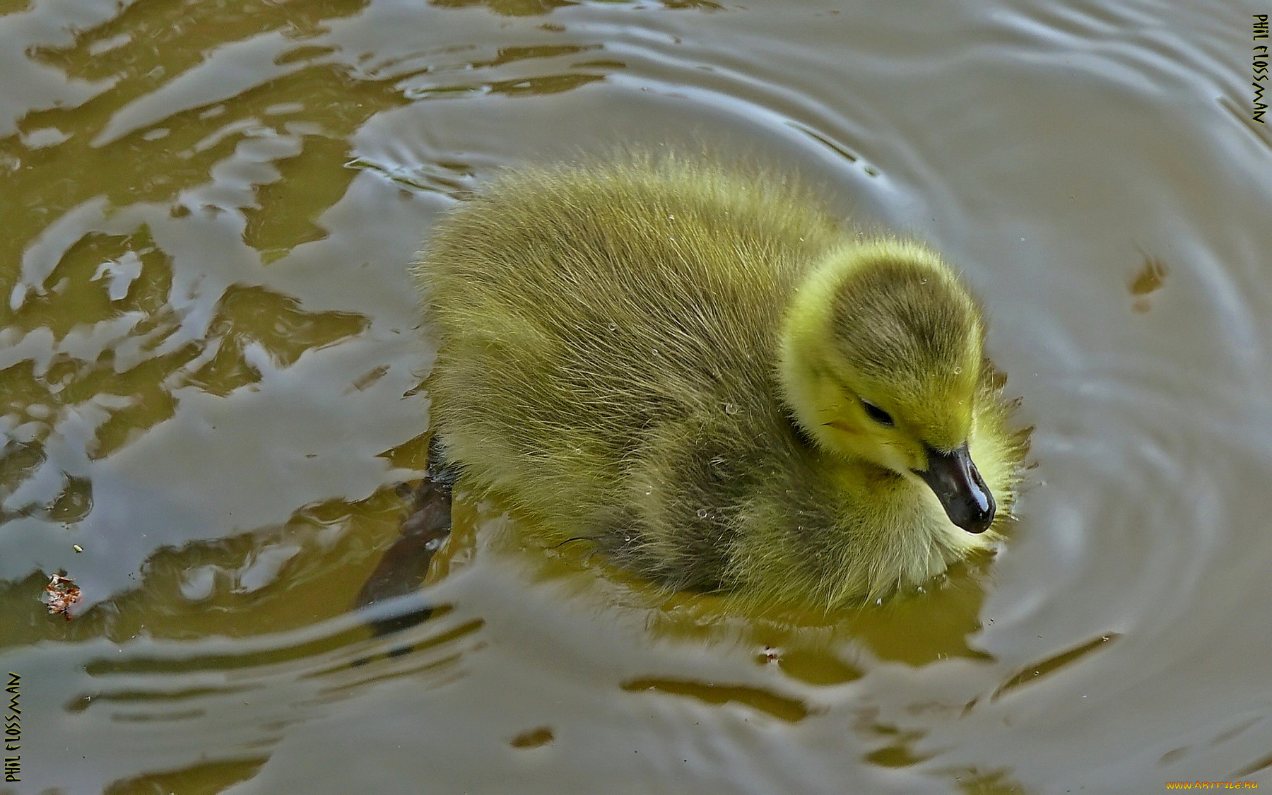 животные, гуси, гусь