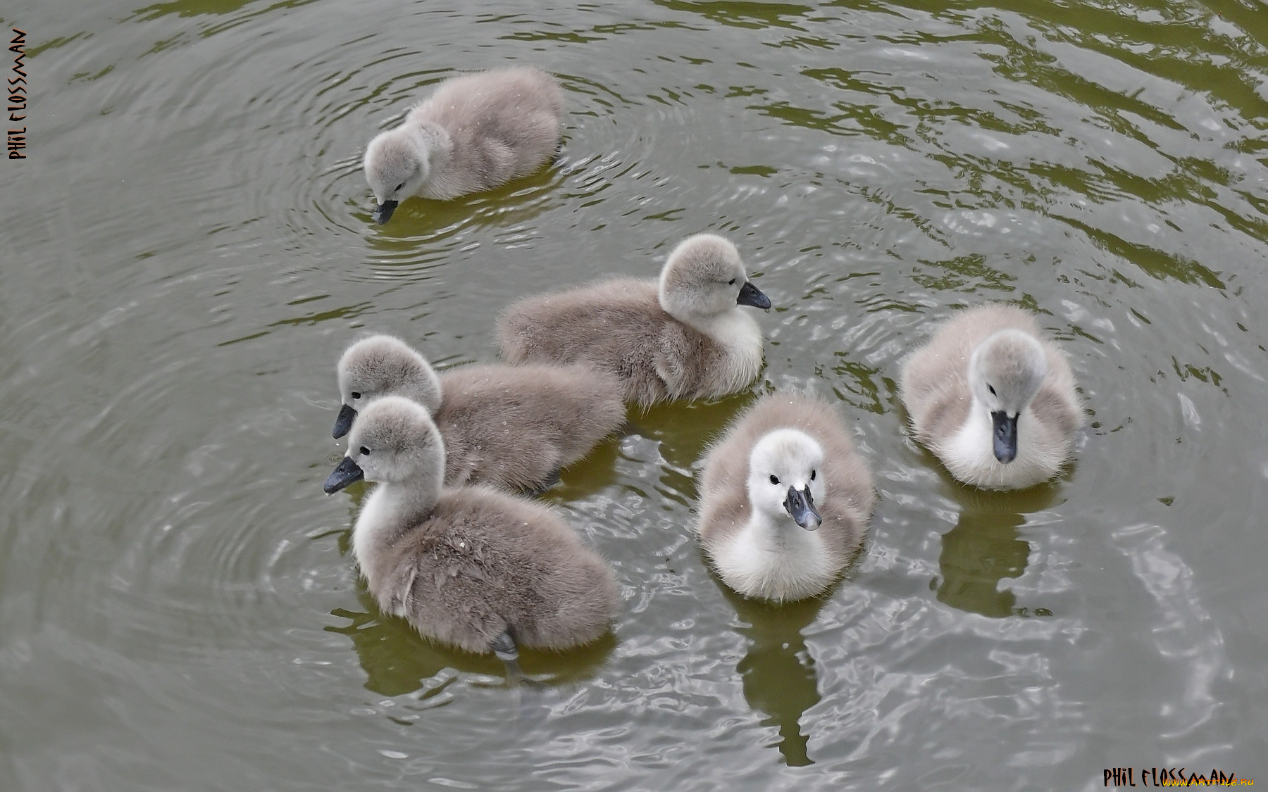 животные, лебеди, гуси, вода, семейка