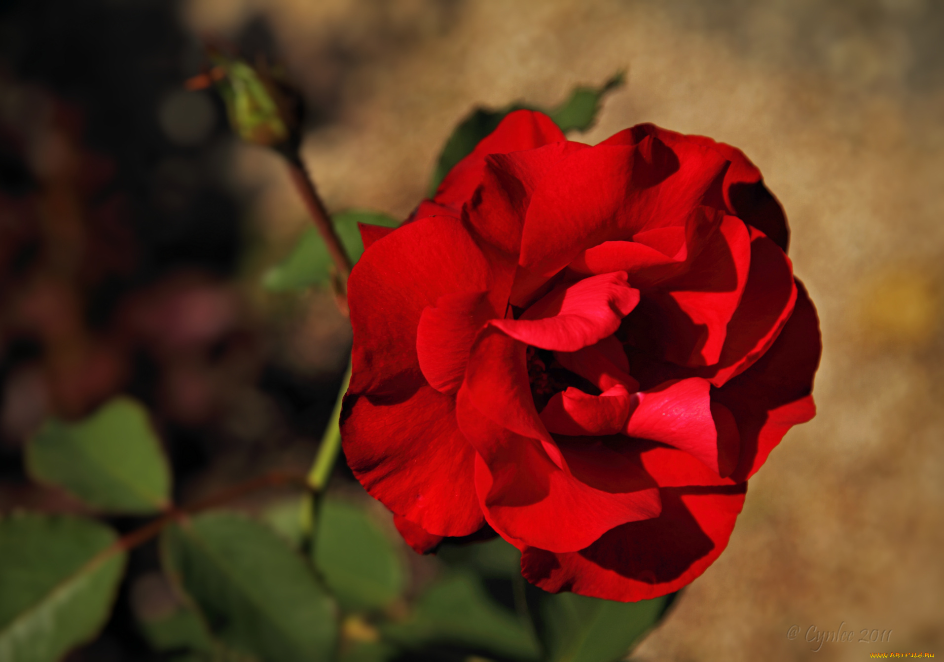 цветы, розы, роза