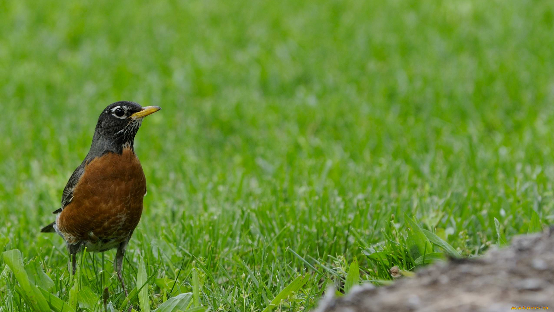 american, robin, животные, зарянки, малиновки, дрозд