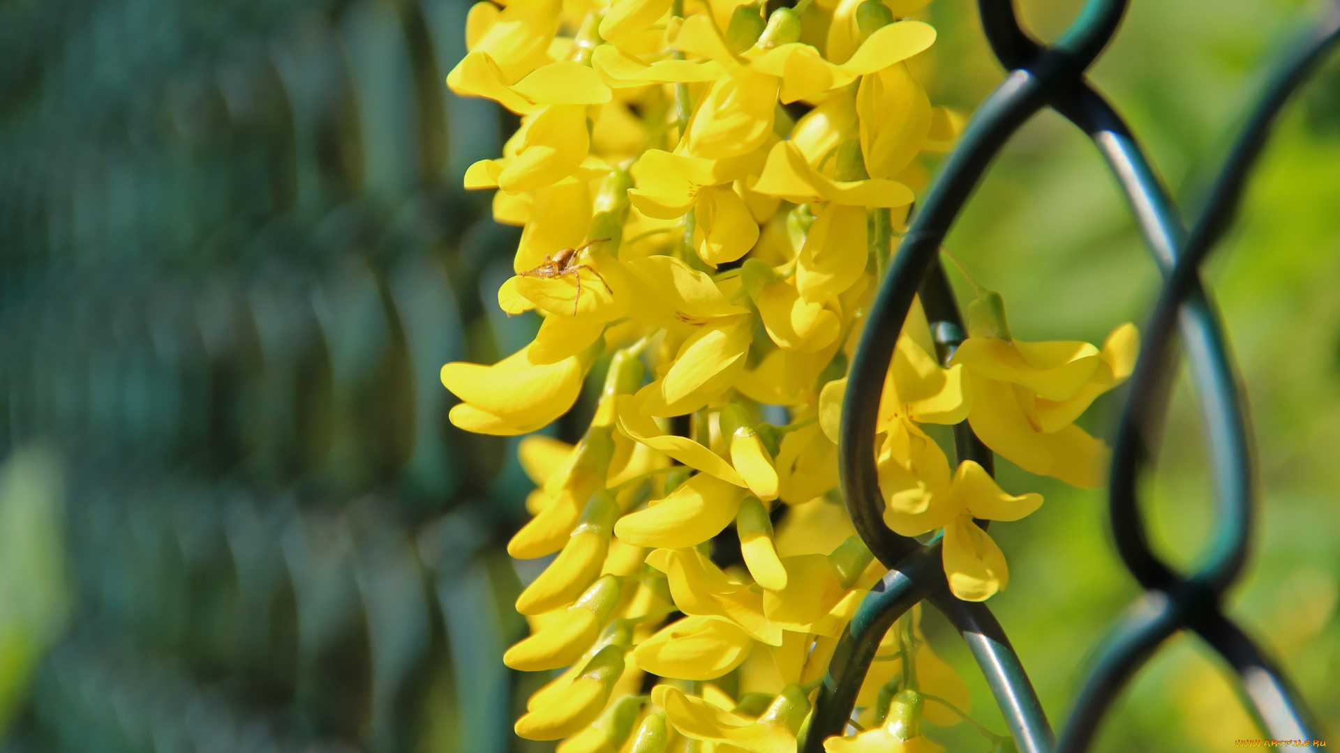 автор, thean, цветы, глициния, желтый, жёлтая, акация