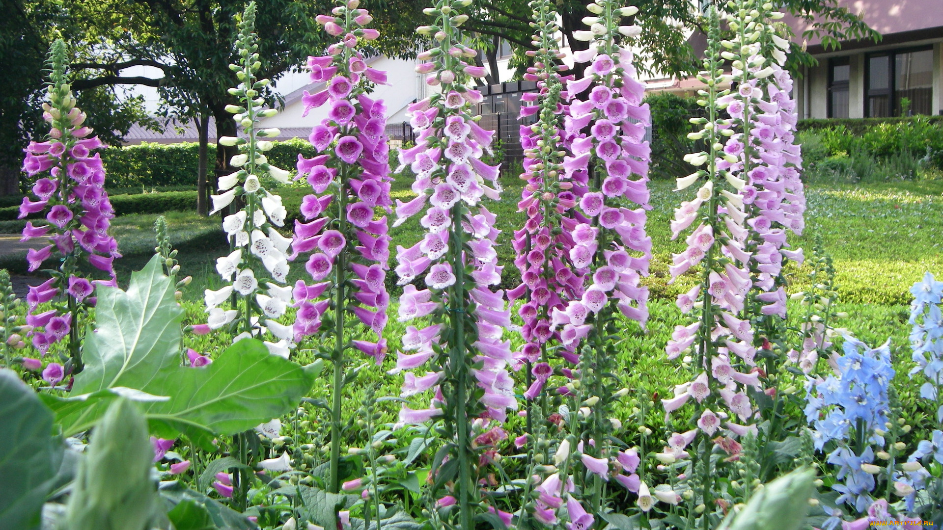 цветы, дигиталис, наперстянка, листья