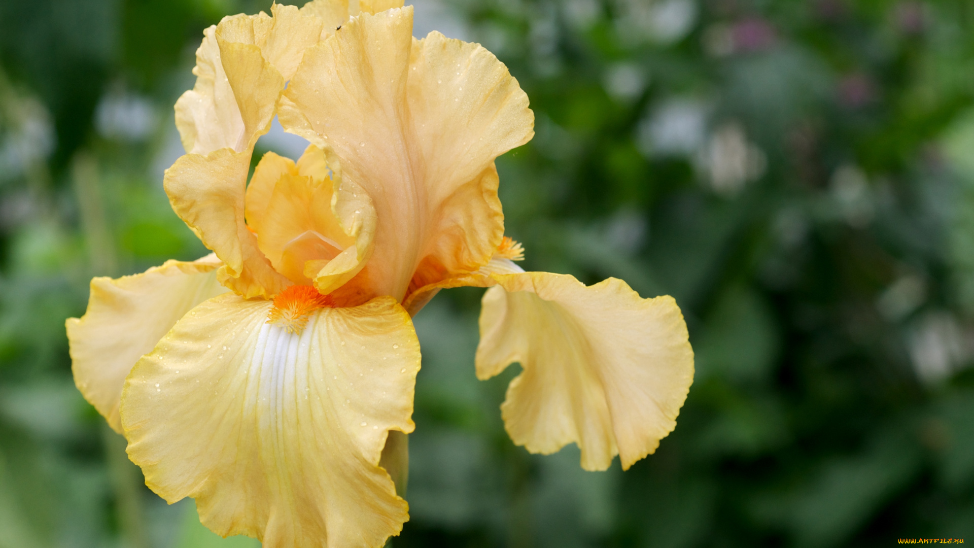 цветы, ирисы, желтый