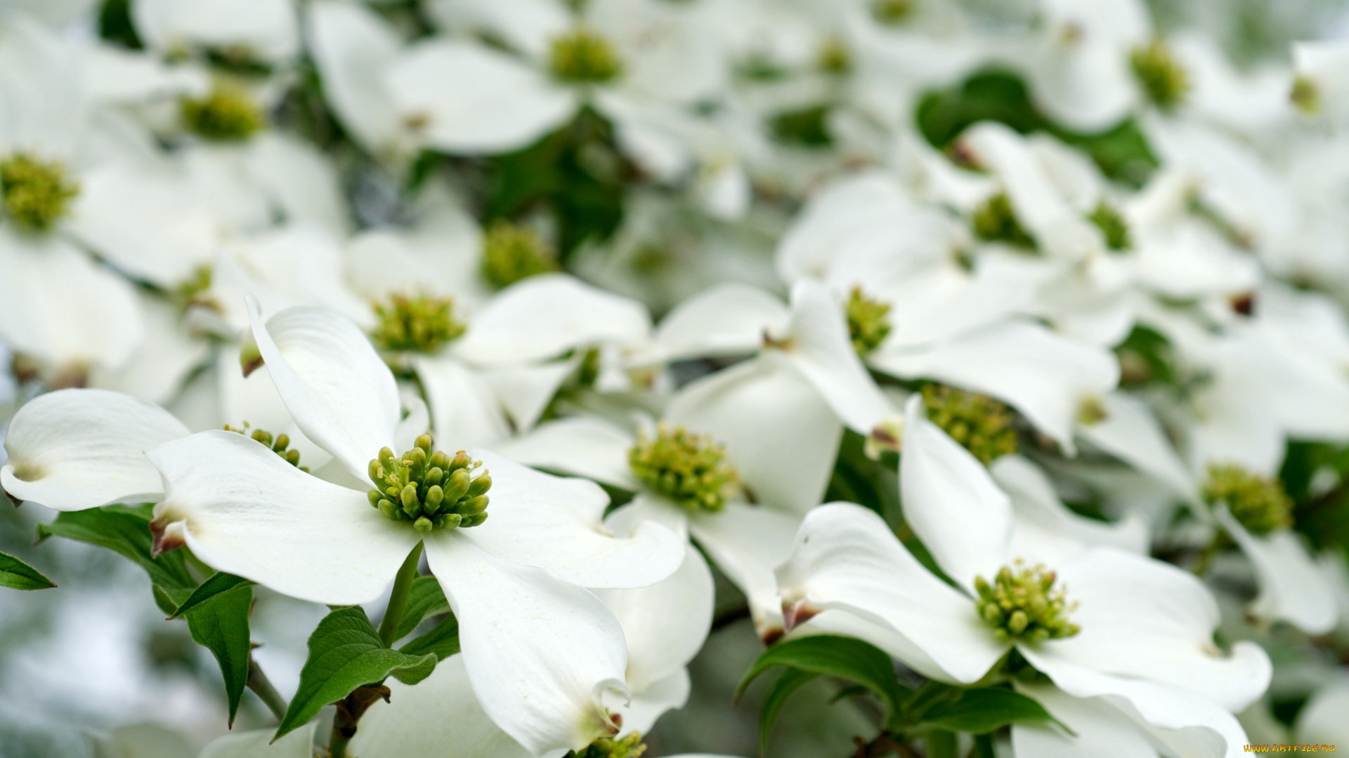 цветы, кизил, цветение