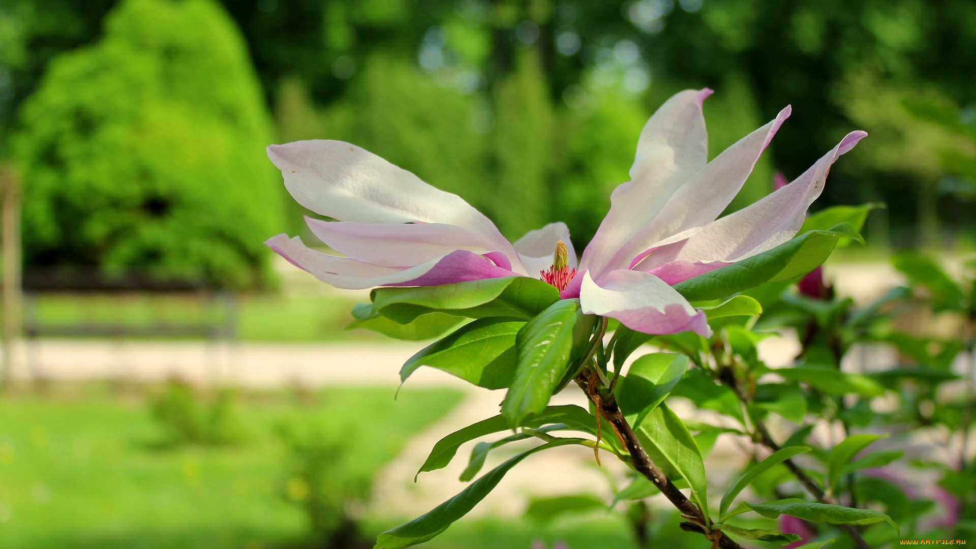 цветы, магнолии, лепестки
