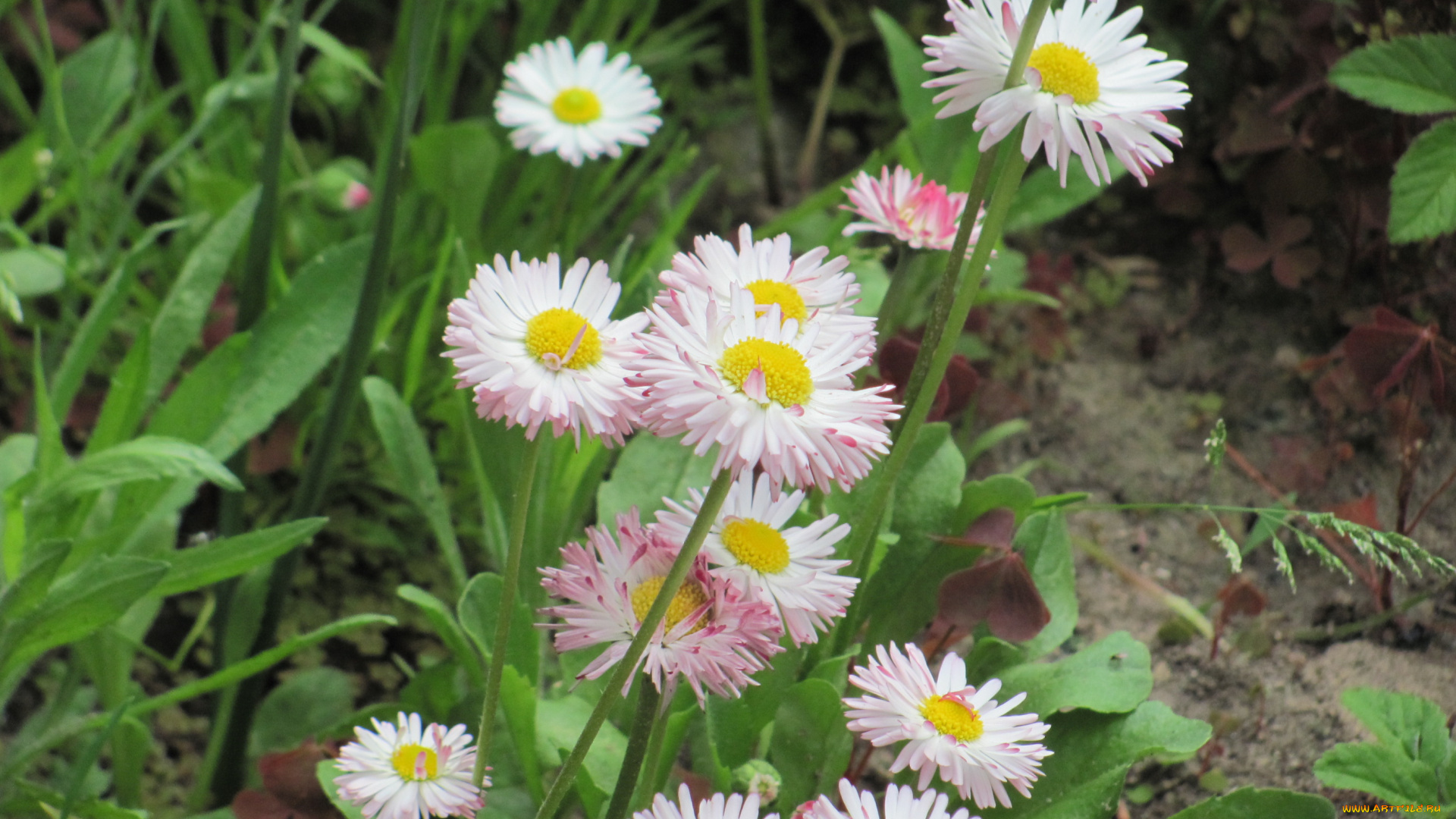 цветы, маргаритки, белый