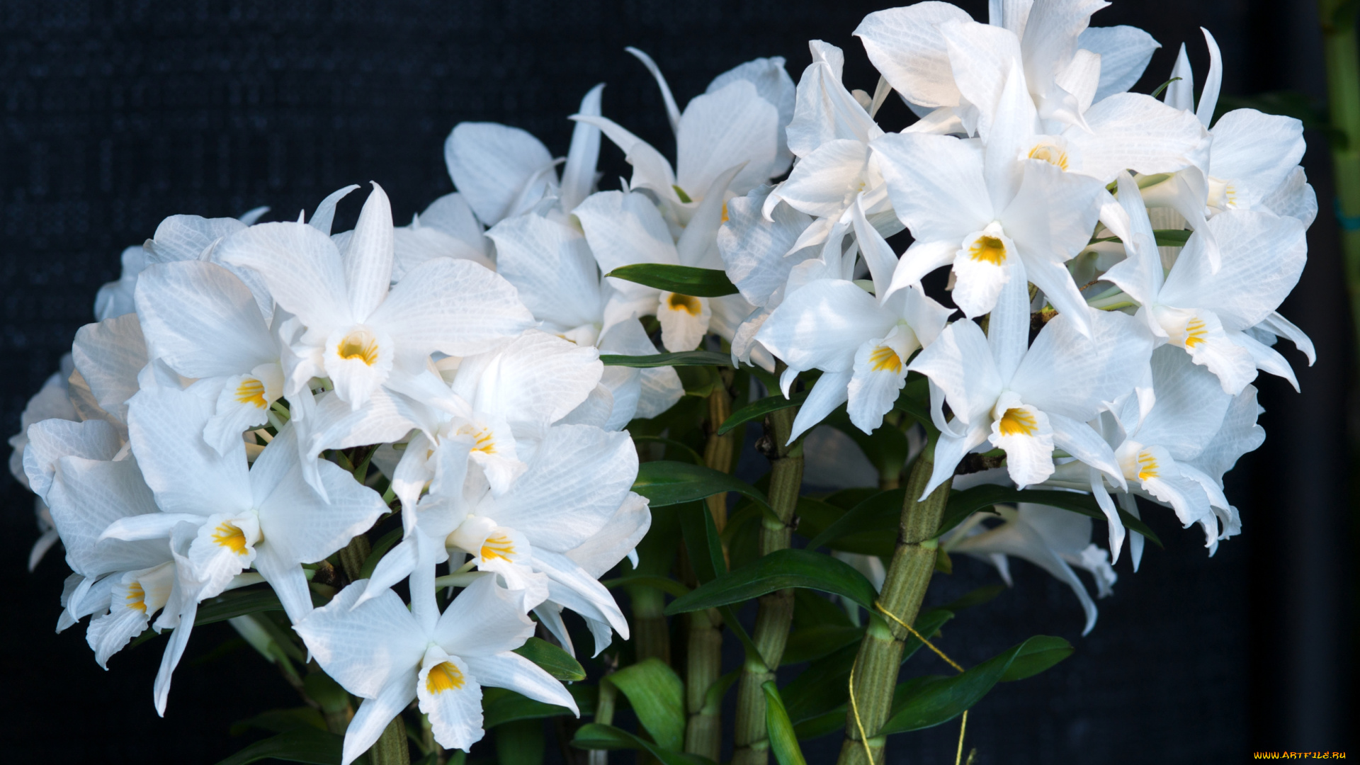 цветы, орхидеи, белый