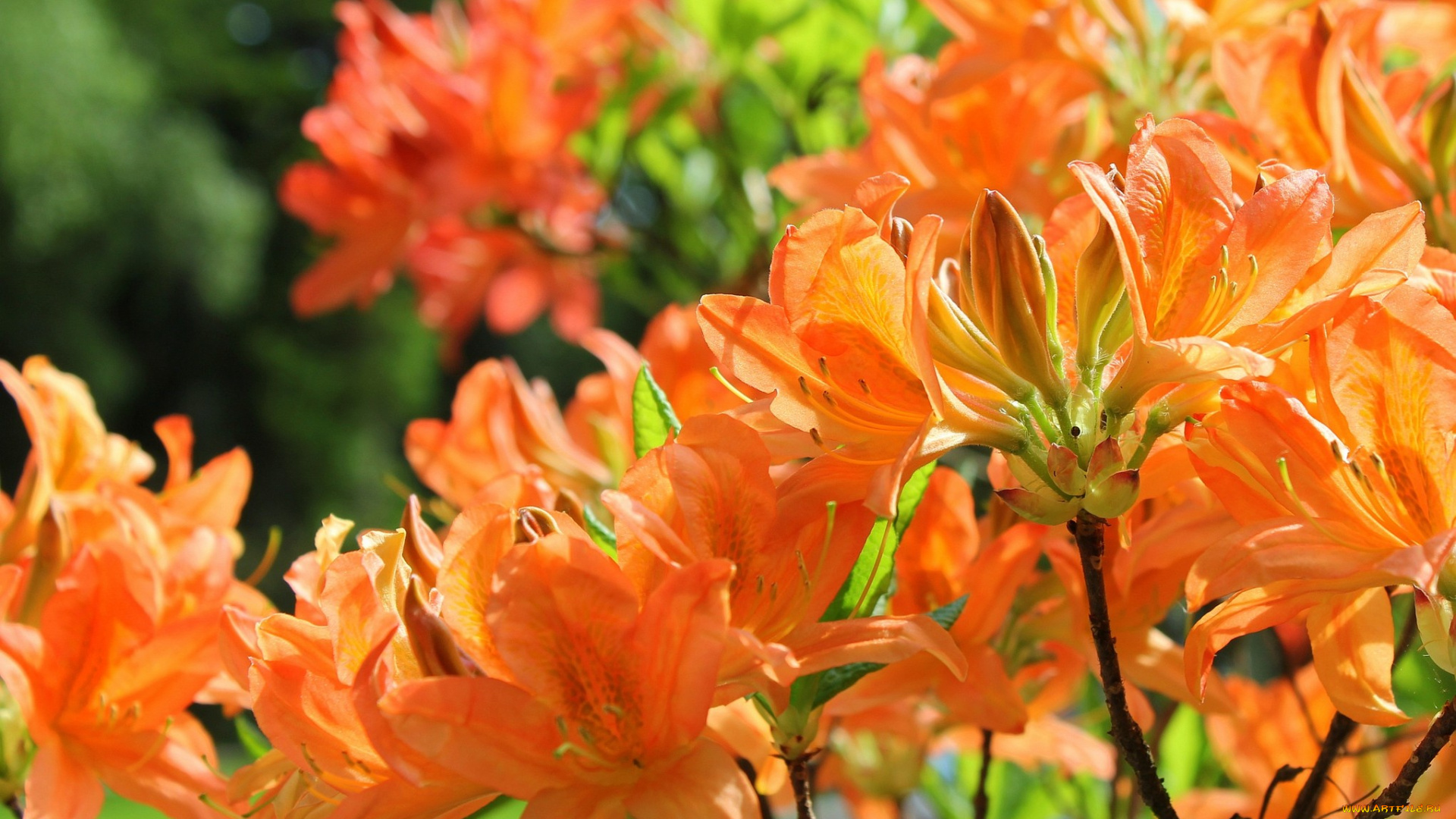 цветы, рододендроны, азалии, оранжевый