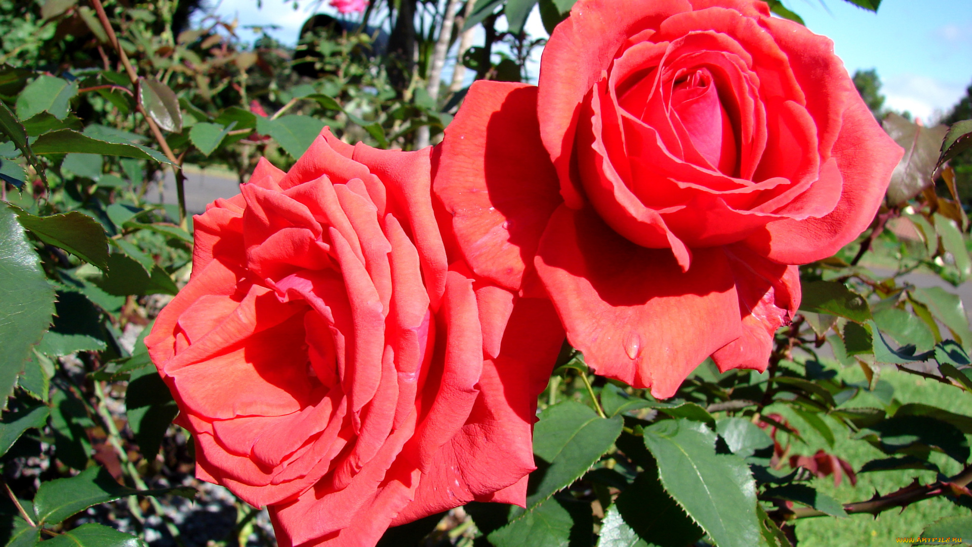 цветы, розы