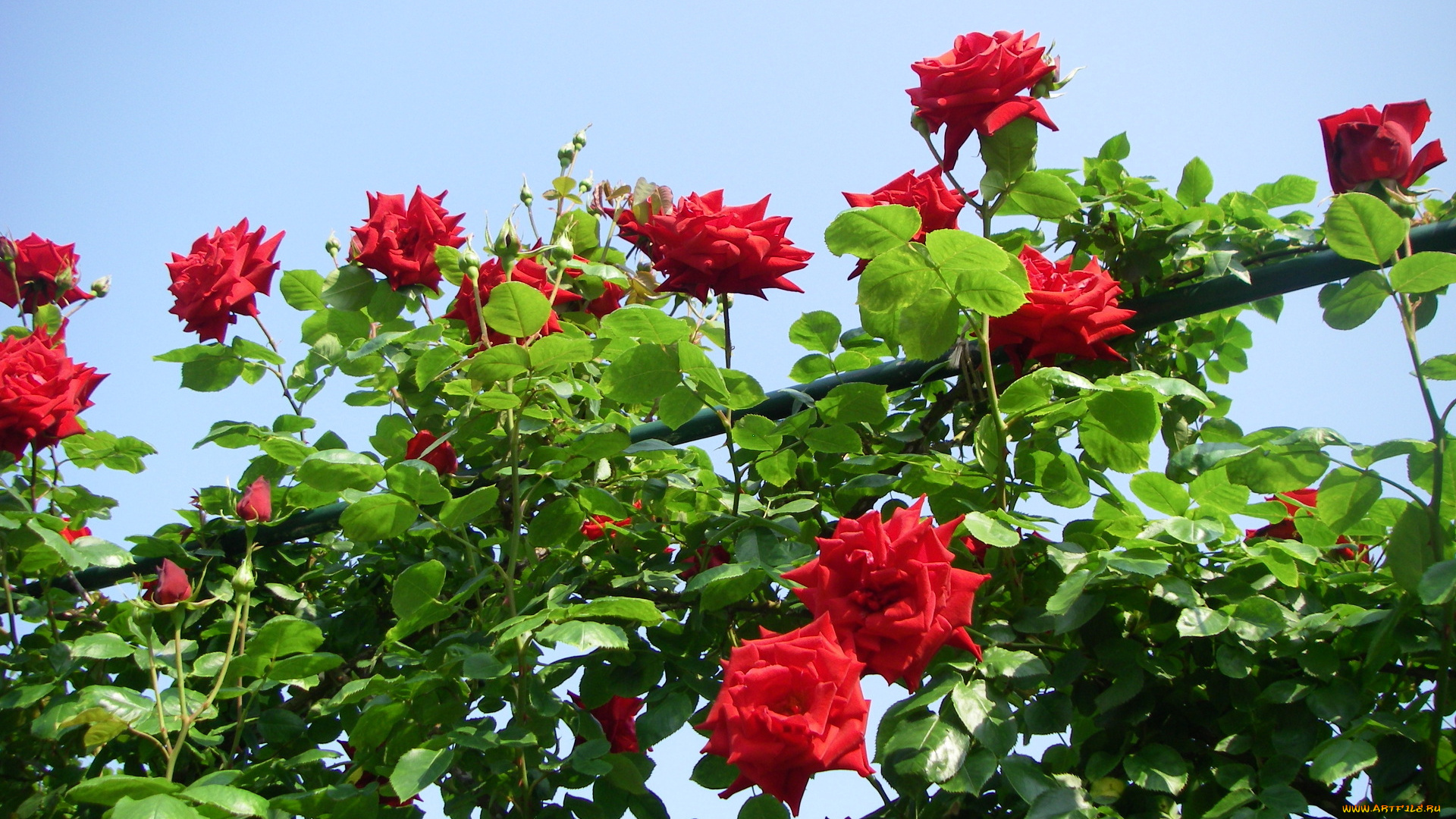 цветы, розы, листья