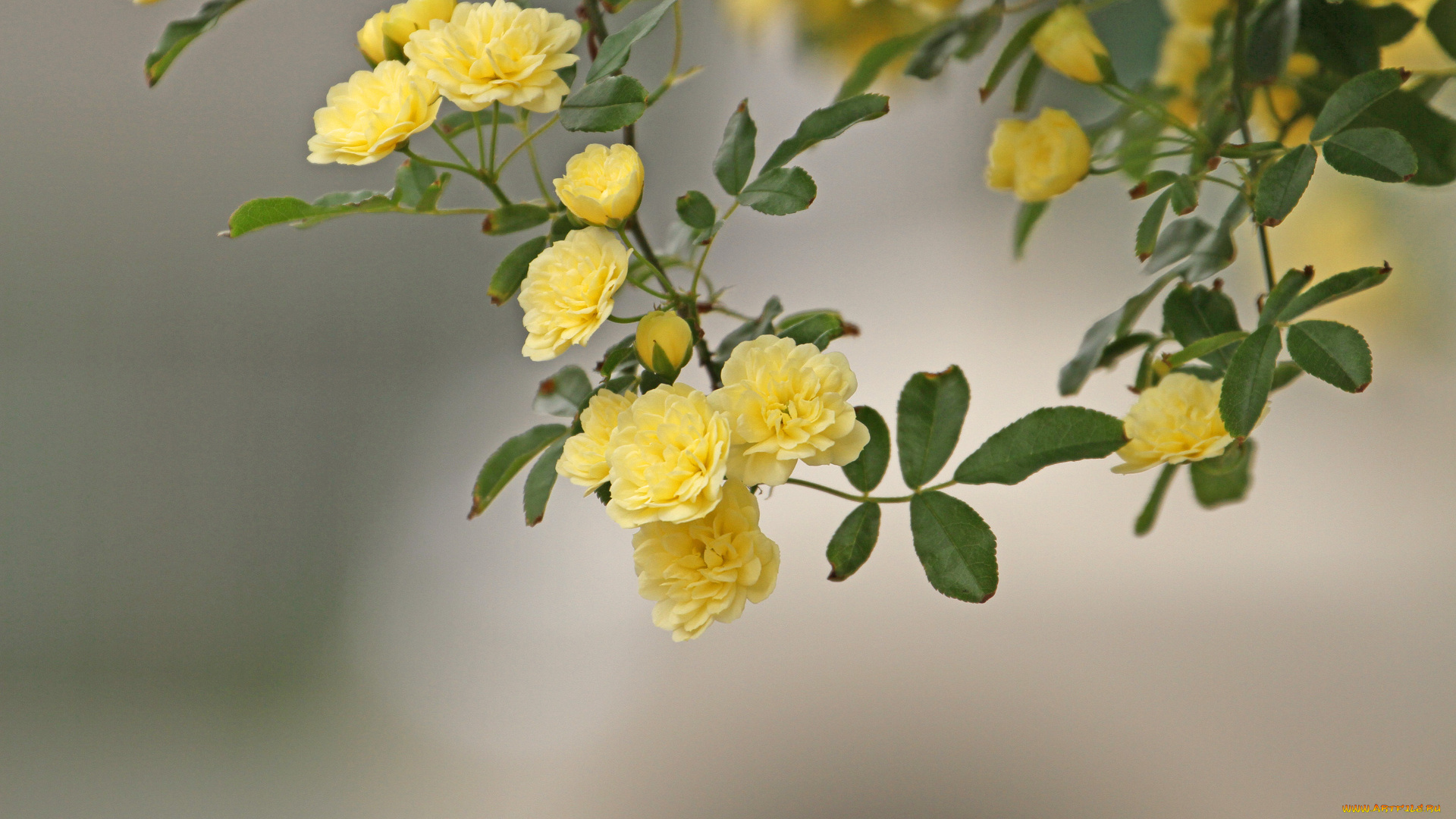 цветы, розы, ветка, листья