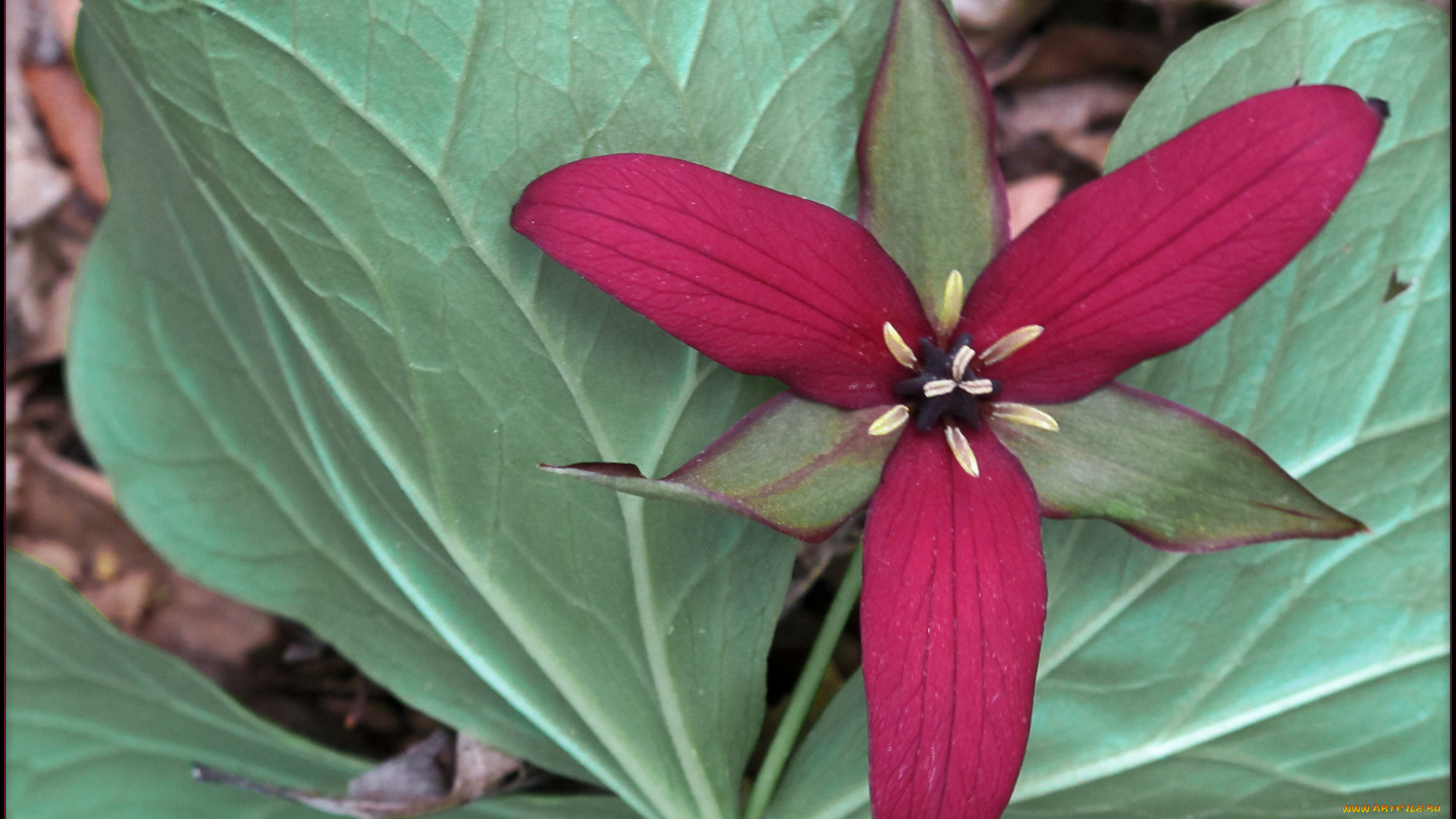 цветы, триллиумы, лепестки