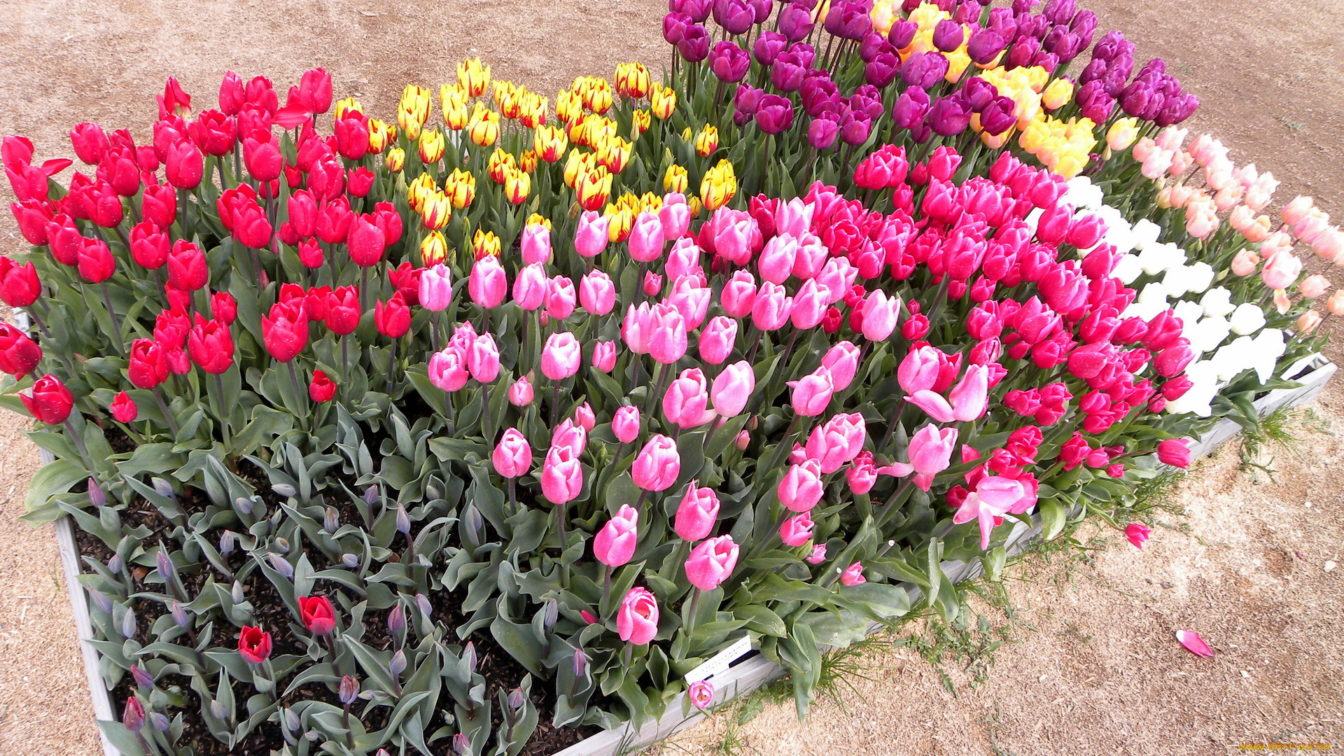 цветы, тюльпаны