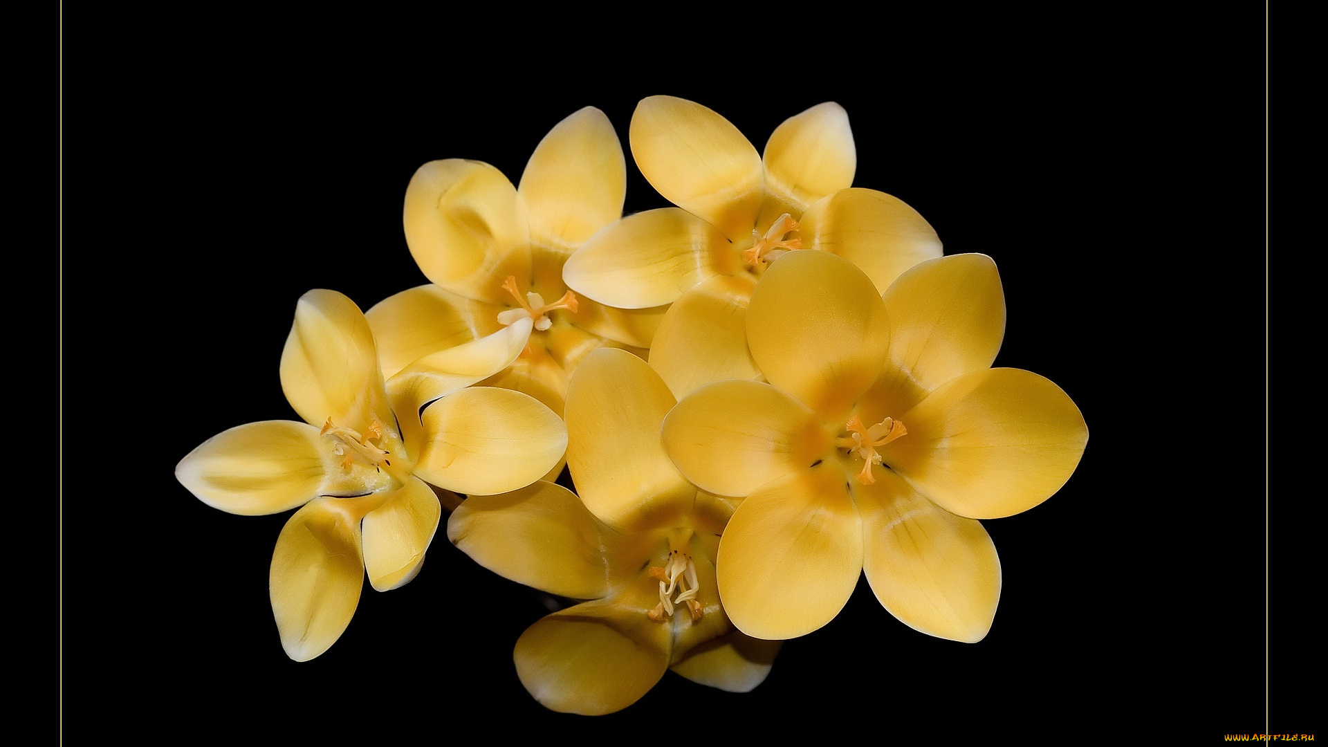 цветы, тюльпаны, фон, темный, желтый