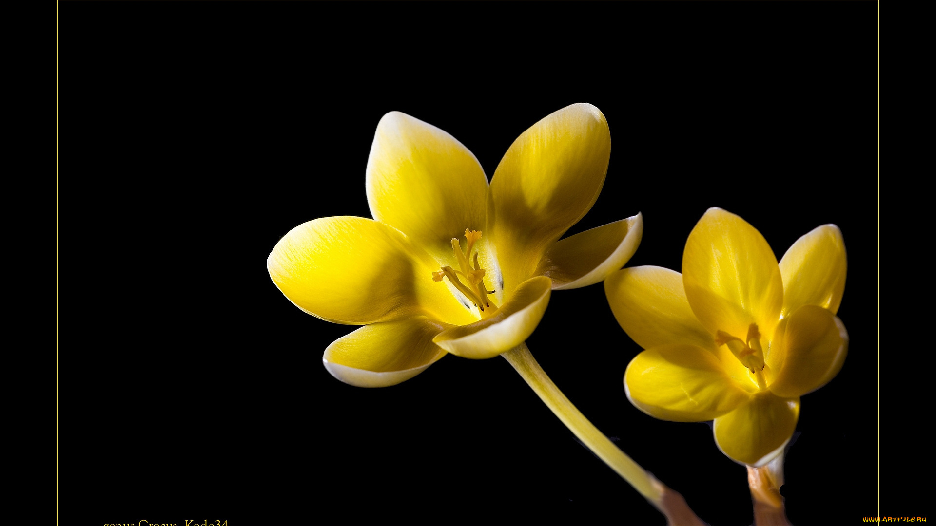 цветы, тюльпаны, фон, темный, желтый