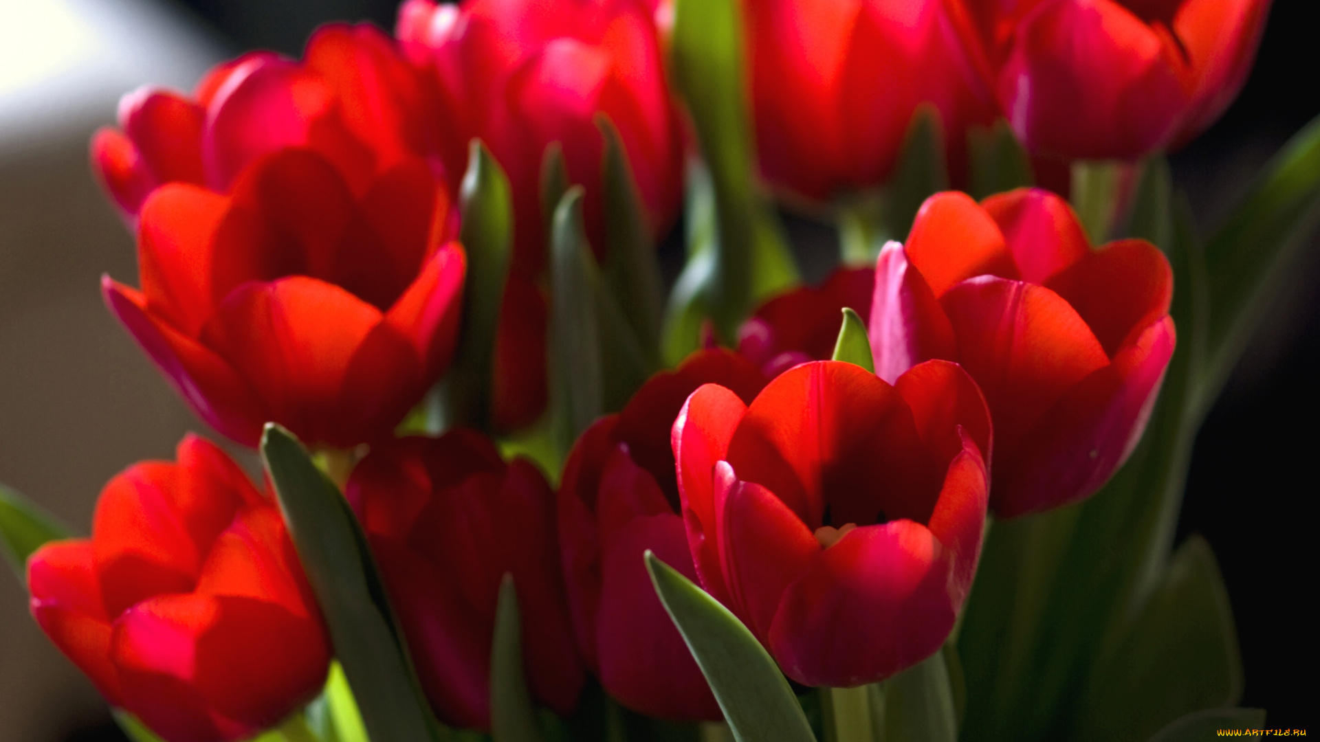 цветы, тюльпаны, красный, букет