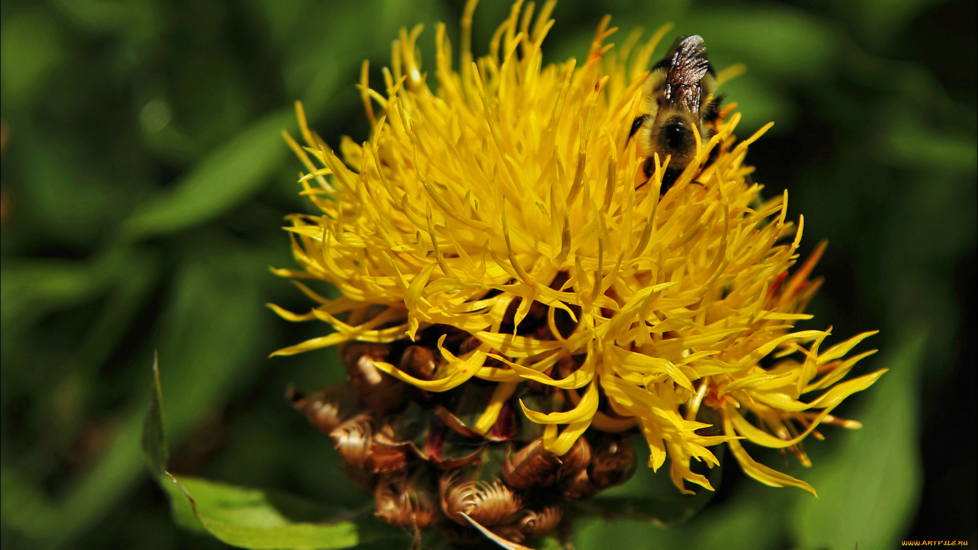 цветы, желтый, букашка