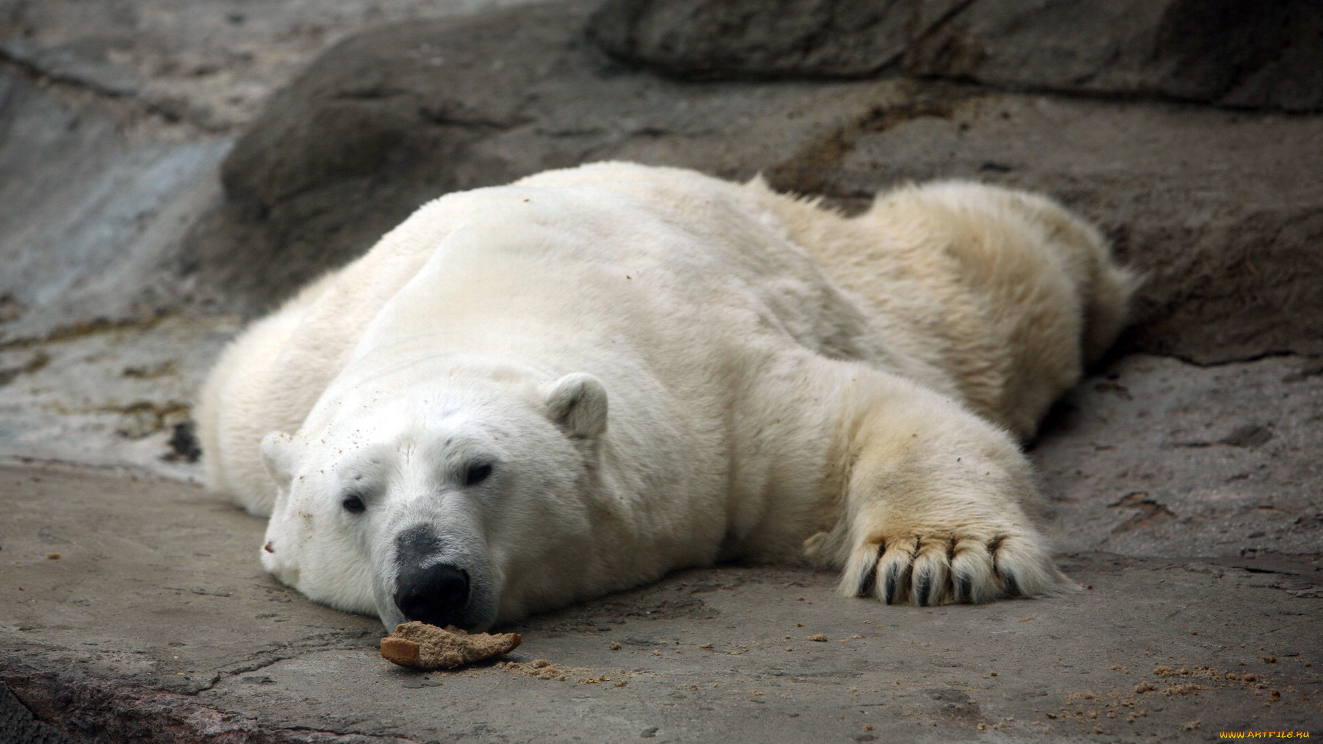 наелся, до, отвала, животные, медведи, белый, медведь, polar, bear