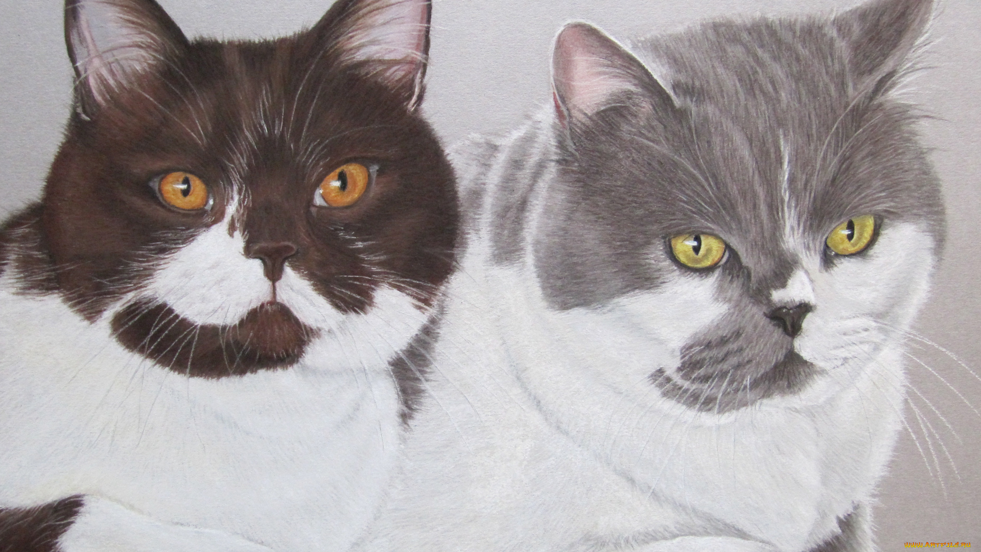 рисованные, животные, коты, cat