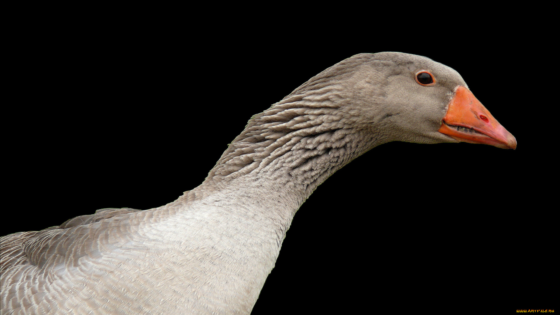 животные, гуси, гусь, клюв