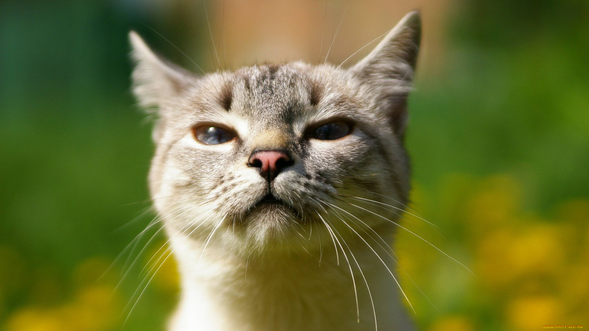 животные, коты, голова