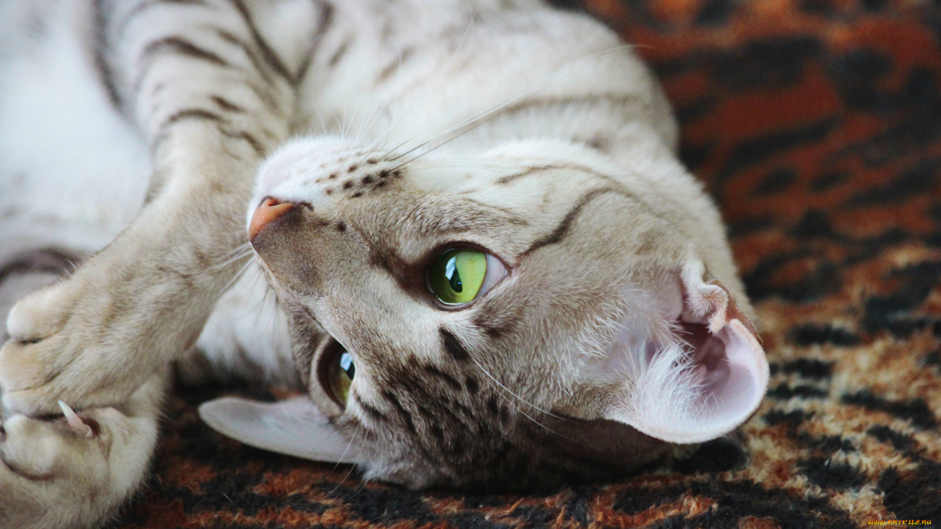 животные, коты, коготь