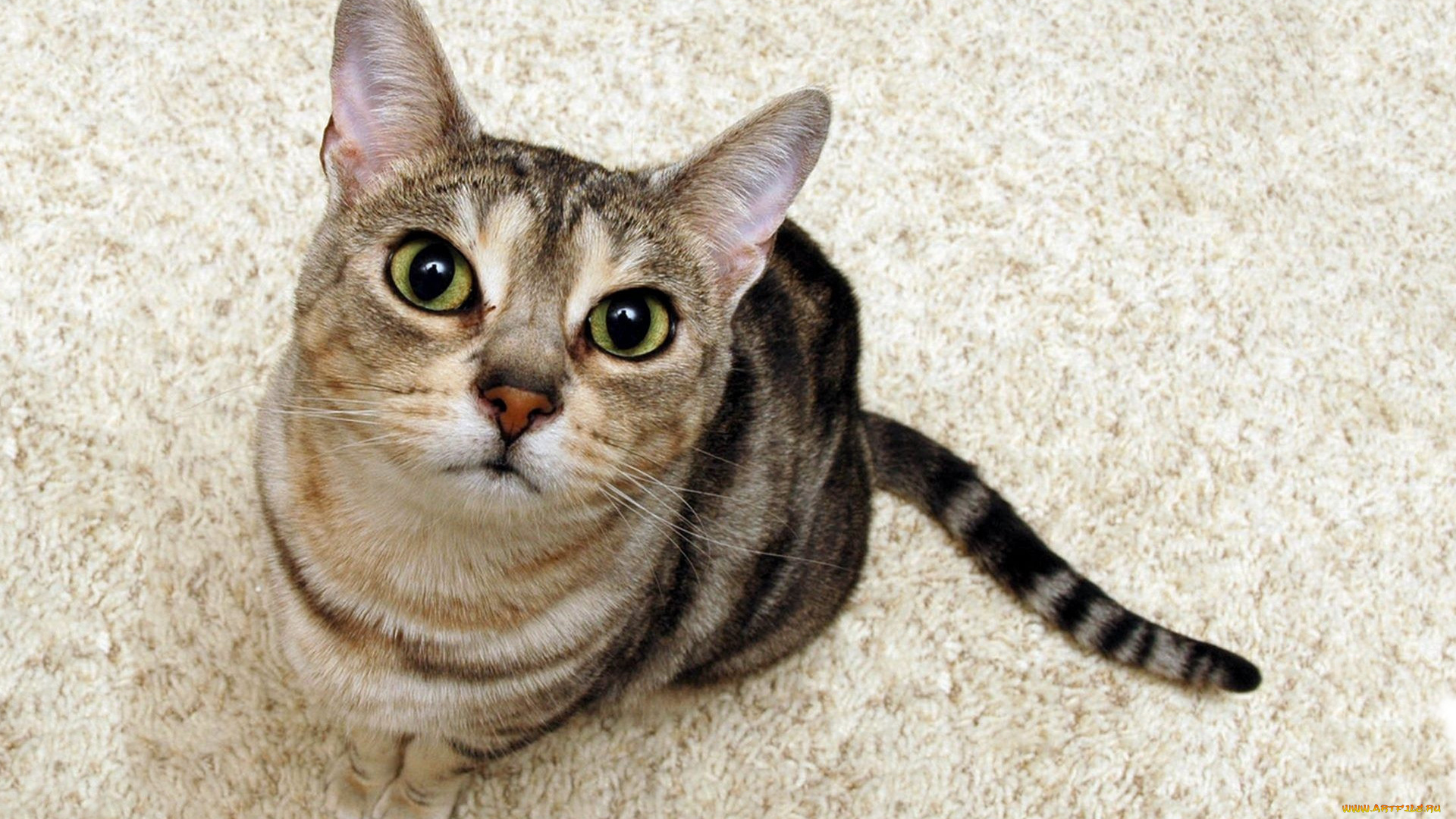 животные, коты, кошка, морда