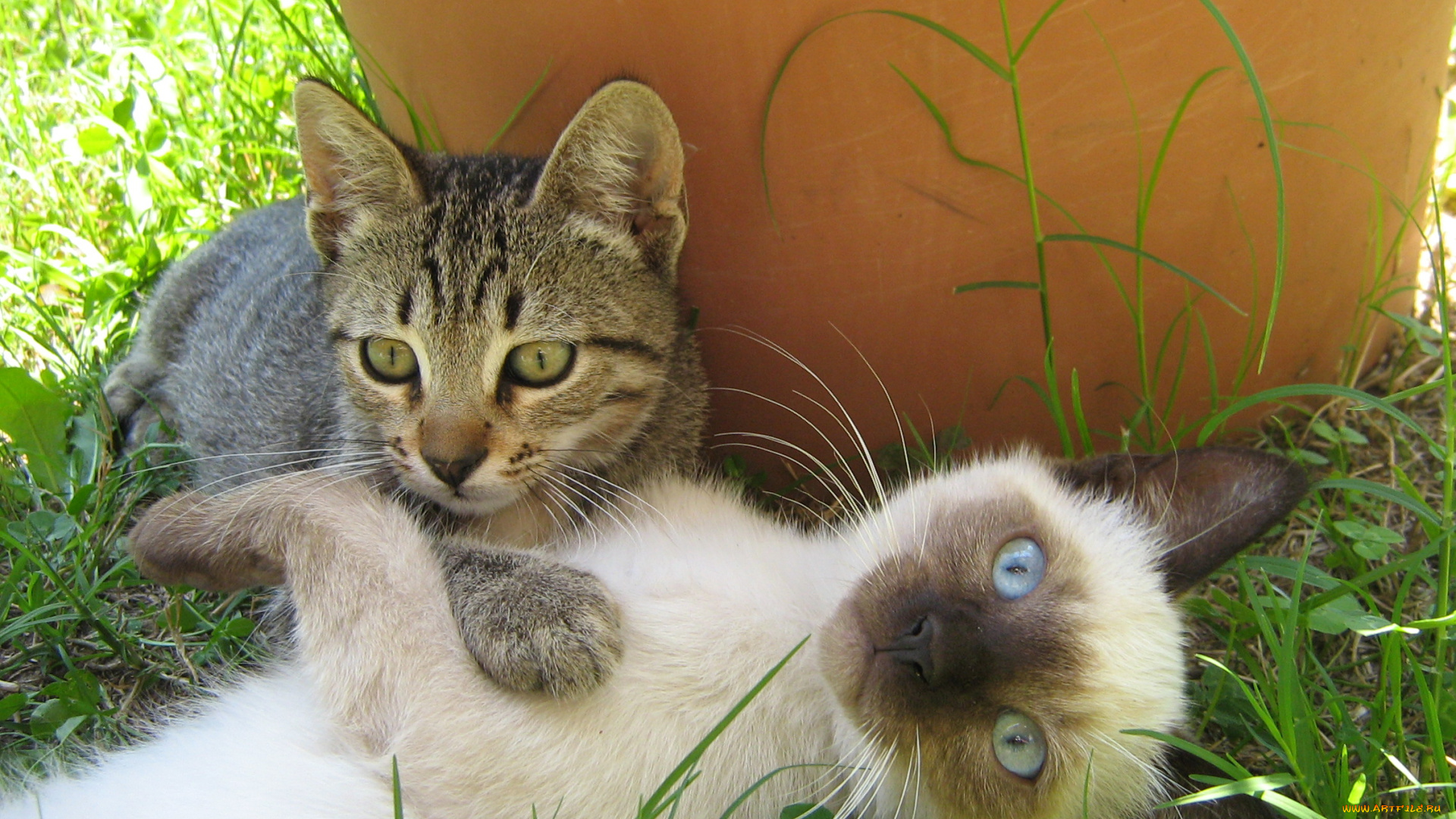 животные, коты, котята