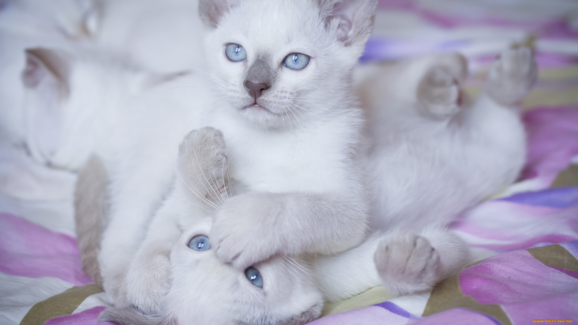 животные, коты, котята