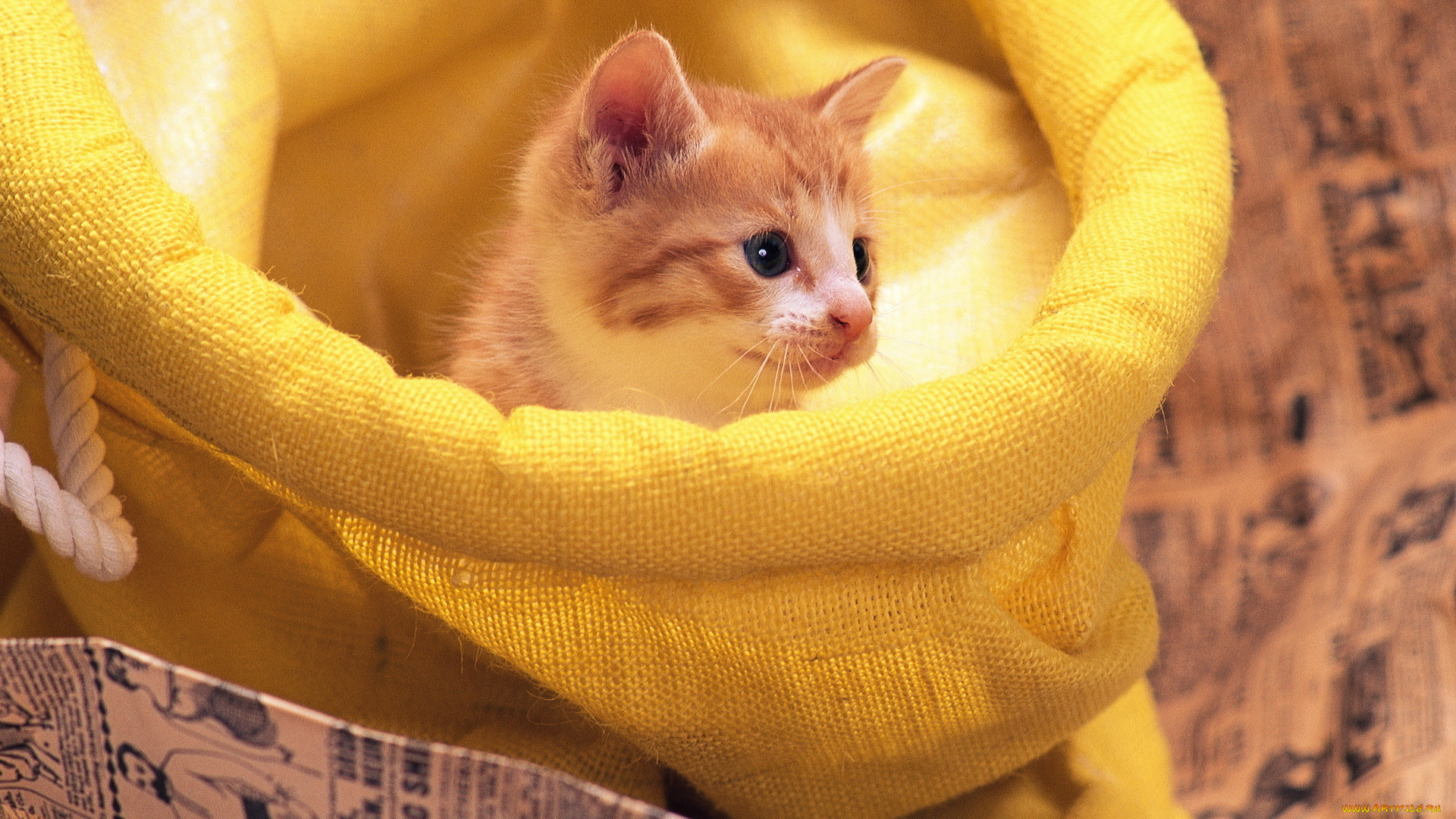 животные, коты, котёнок