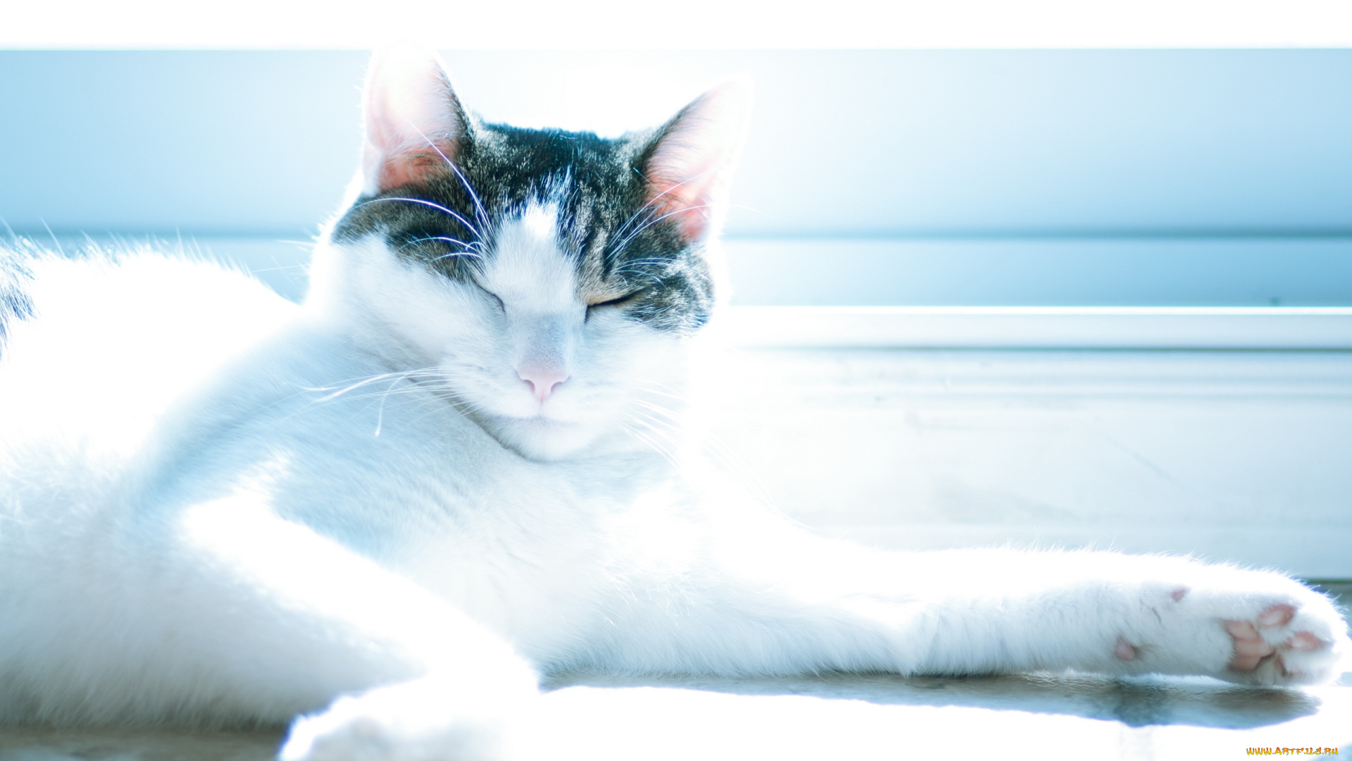 животные, коты, нега