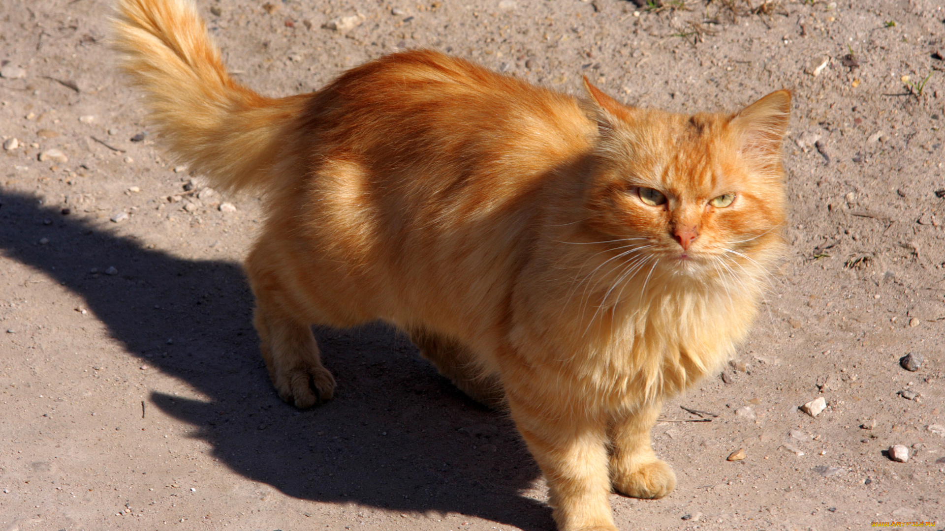 животные, коты, рыжик