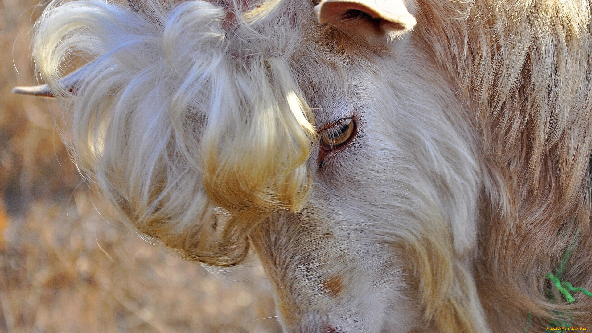 животные, козы, чупчик