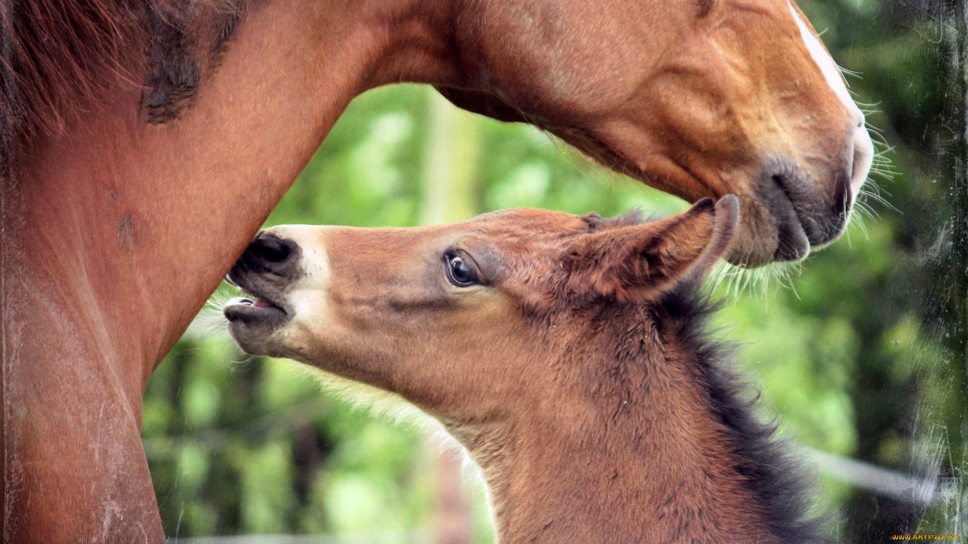 животные, лошади, кони, природа, стиль