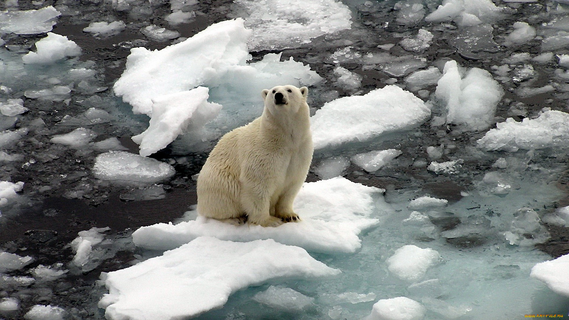 животные, медведи, белый, медведь, polar, bear, льдины, на, льдине