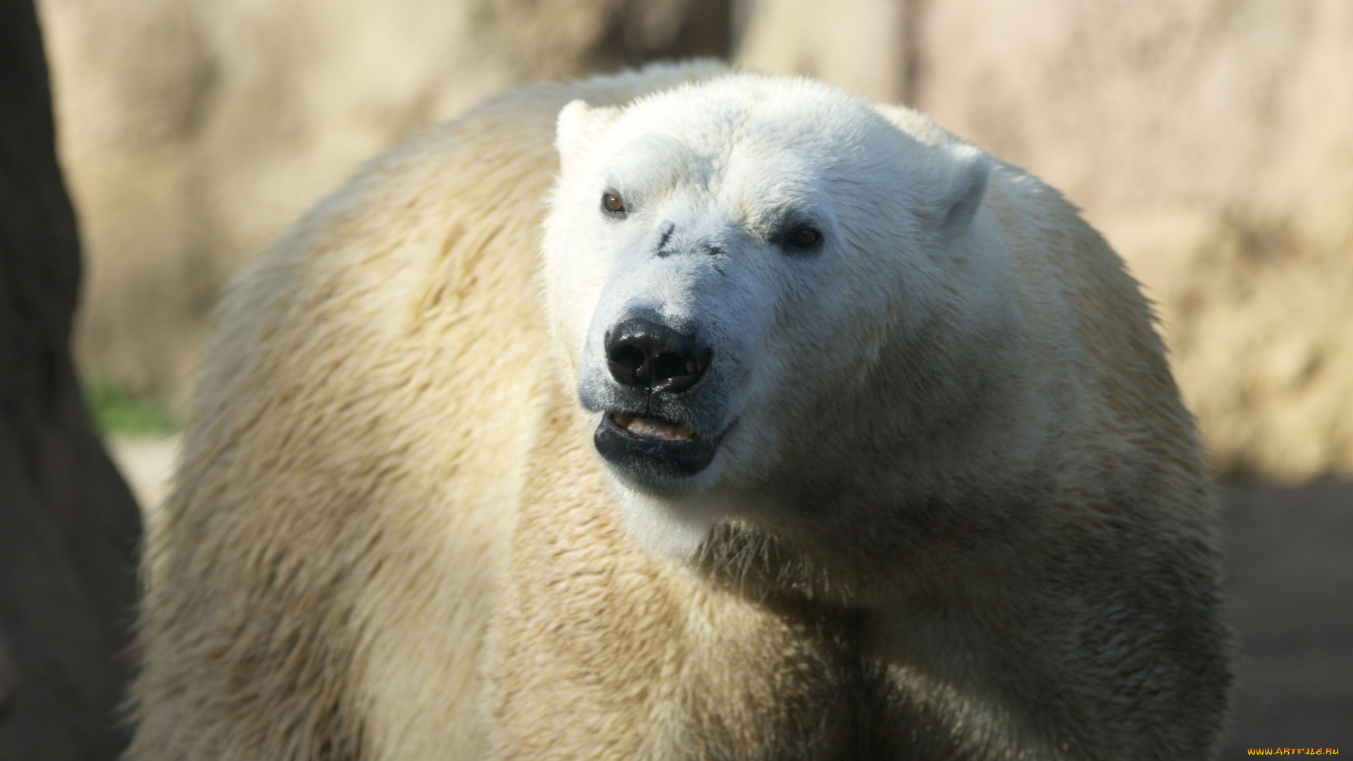 животные, медведи, белый, медведь, polar, bear