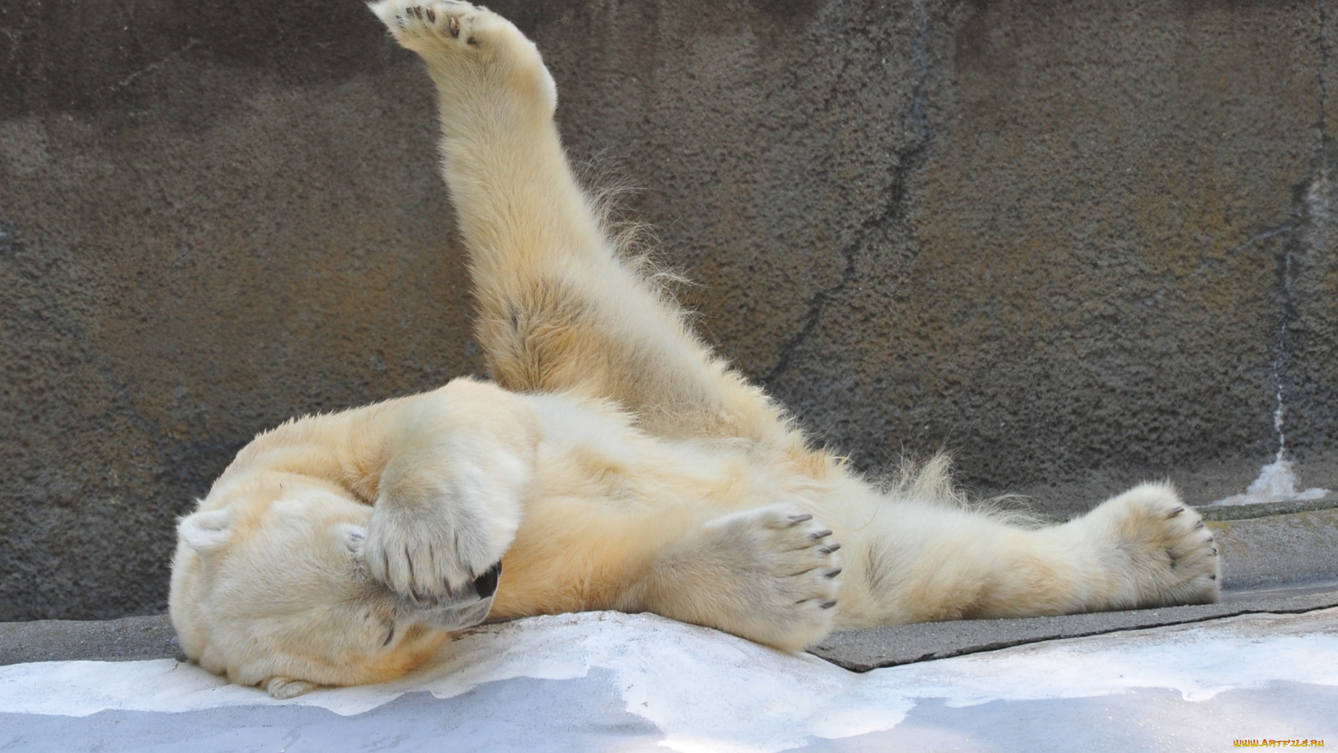 животные, медведи, белый, медведь, polar, bear