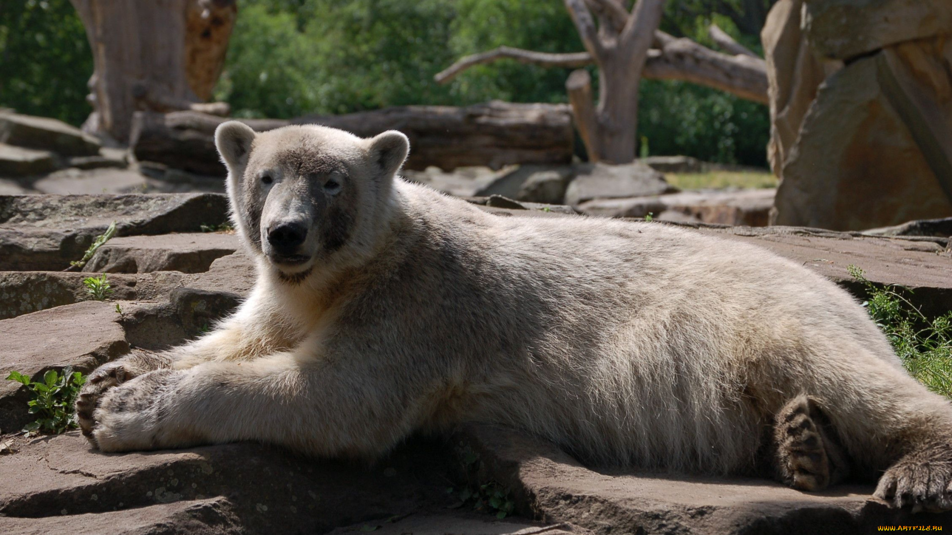 животные, медведи, polar, bear, белый, медведь