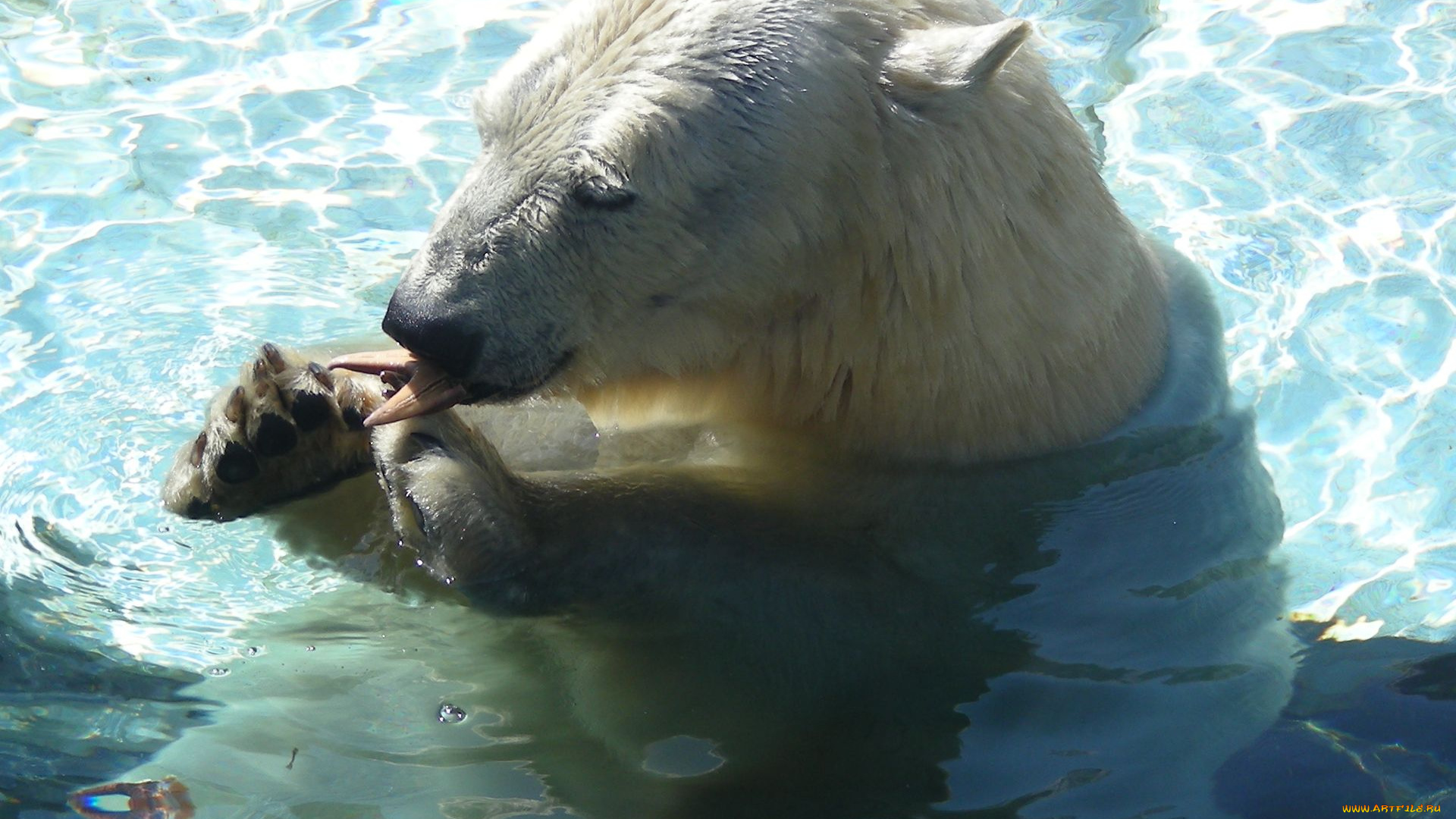 животные, медведи, polar, bear, белый, медведь